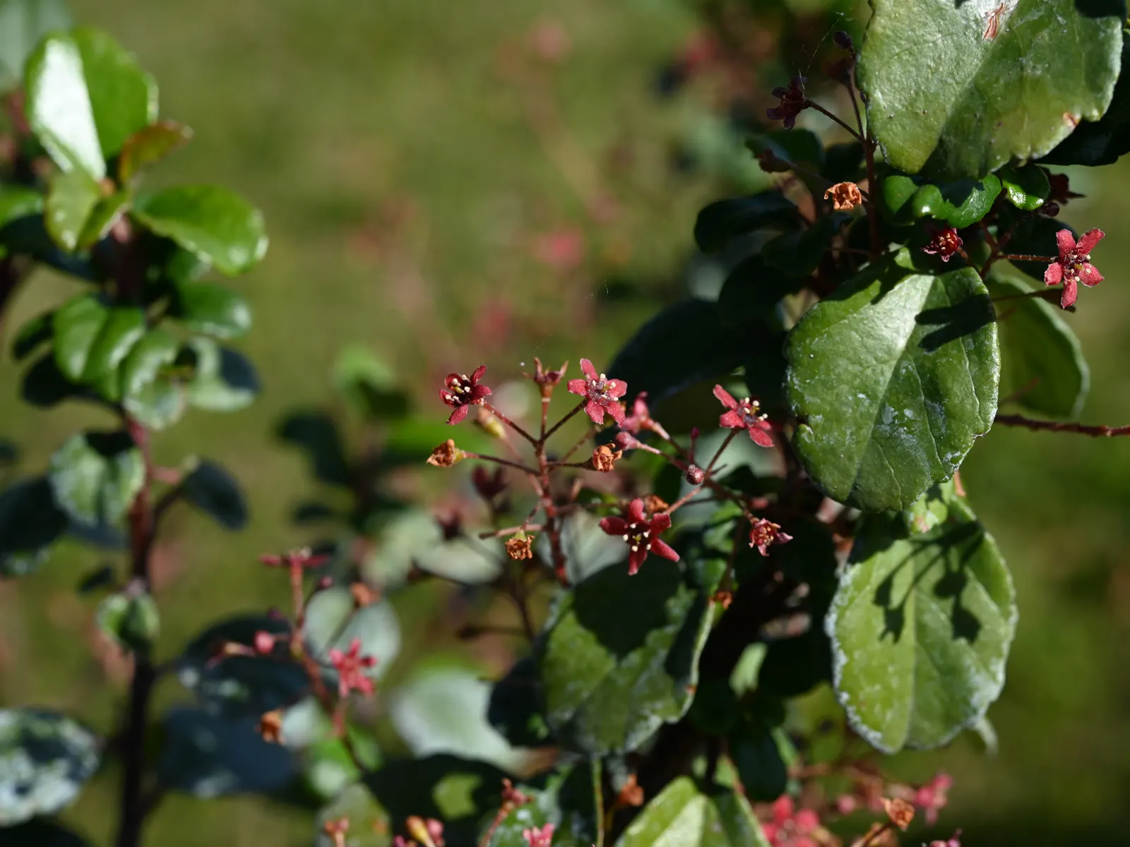 Catalina Evergreen Currant (Ribes Viburnifolium) — though occasional deep watering during prolonged dry spells will maintain its vigor