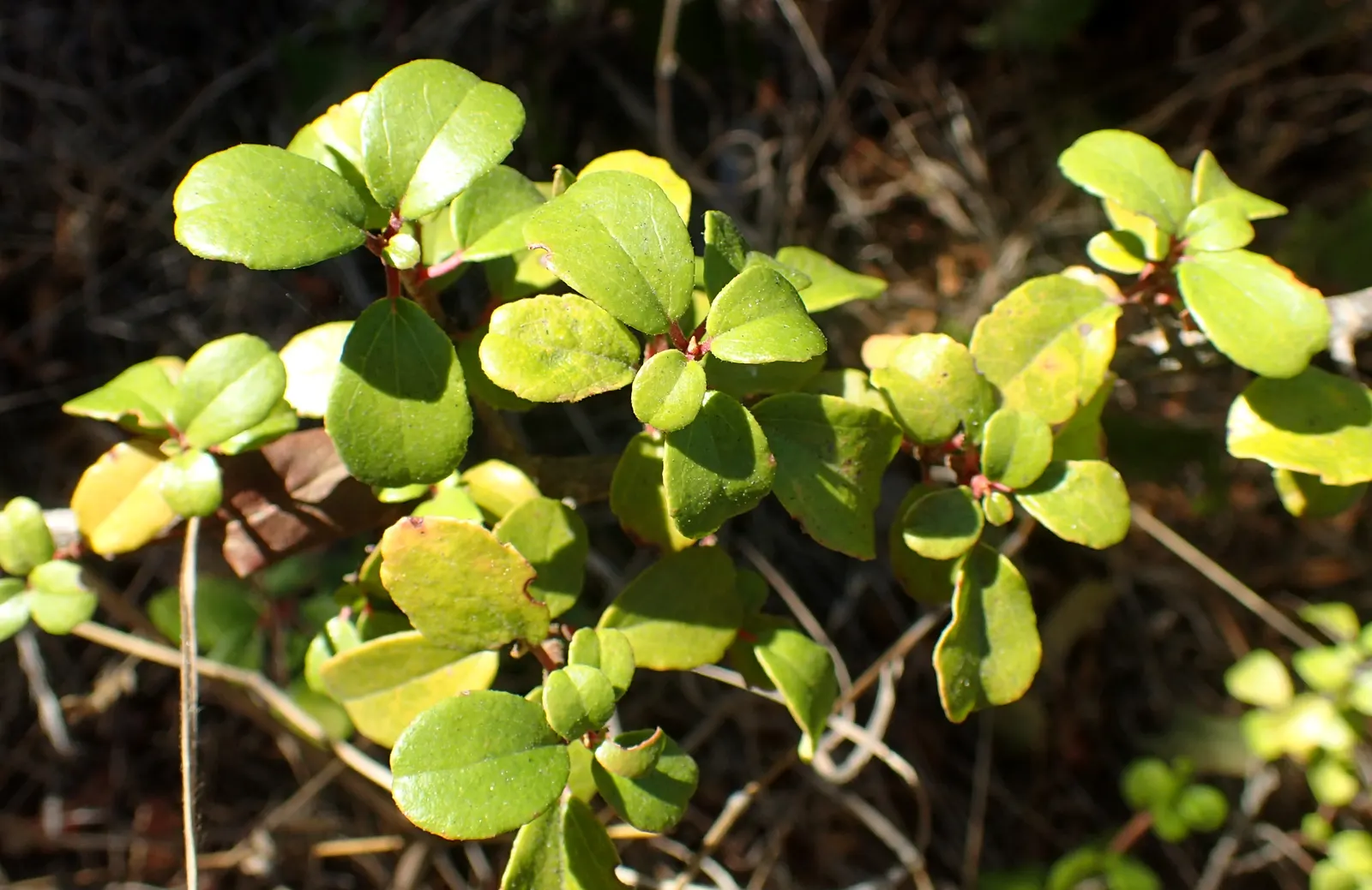Catalina Evergreen Currant (Ribes Viburnifolium) — Minimal pruning is needed, primarily to shape the plant or to remove any dead or damaged wood