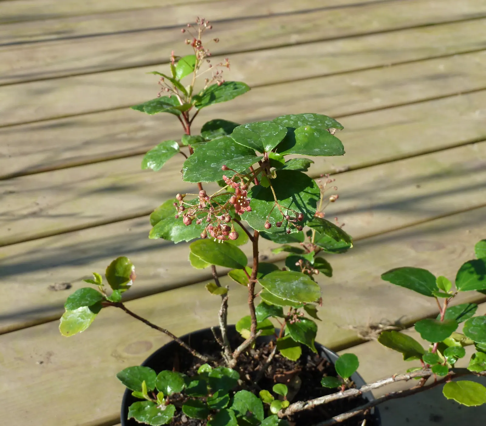 Catalina Evergreen Currant (Ribes Viburnifolium) — The foliage retains its deep green color throughout the year