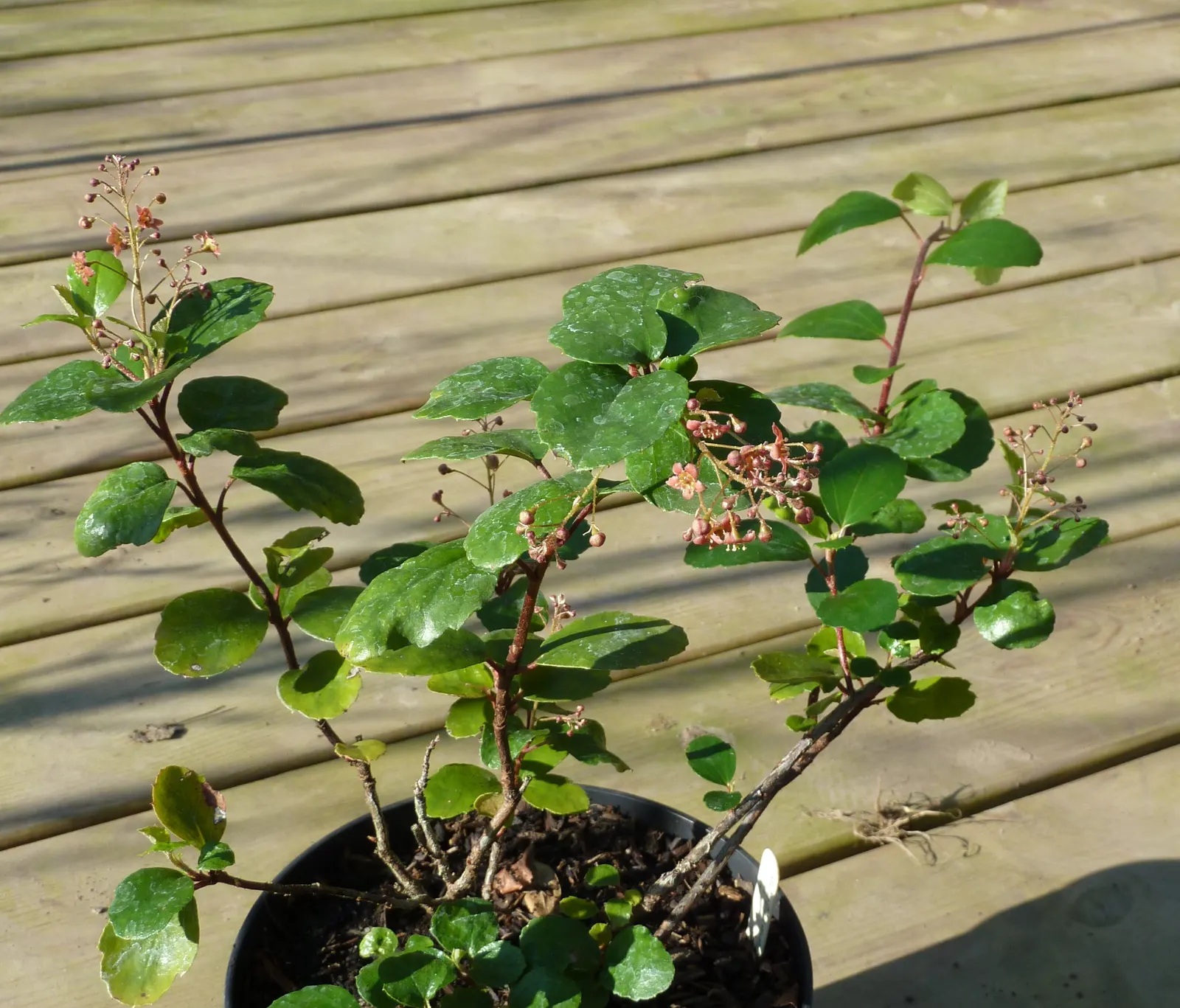Catalina Evergreen Currant (Ribes Viburnifolium) — Ribes viburnifolium, known as Catalina Evergreen Currant, is a drought-tolerant shrub native to California