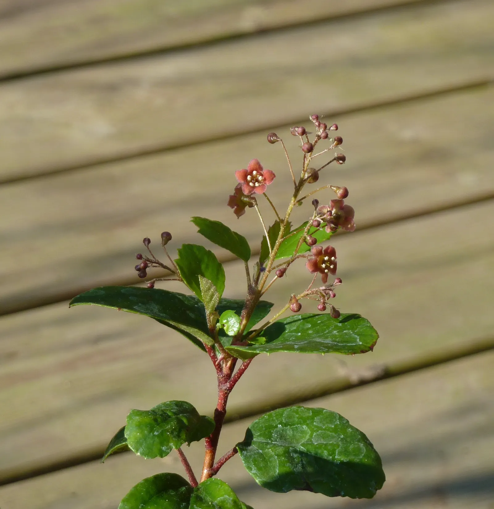 Catalina Evergreen Currant (Ribes Viburnifolium) — with a spreading habit that can cover an area up to 6 to 8 feet in width
