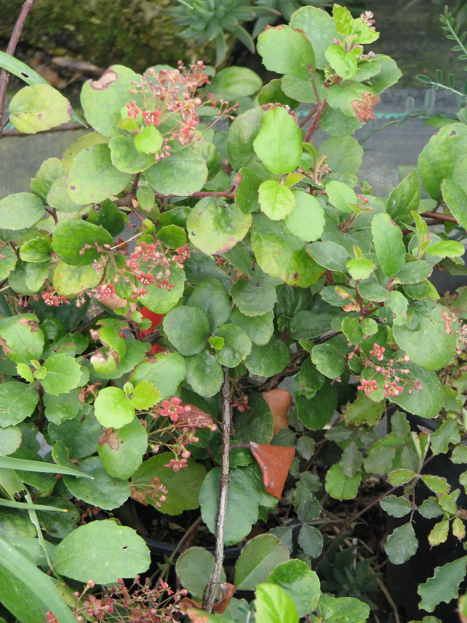 Catalina Evergreen Currant (Ribes Viburnifolium) — scientifically known as Ribes viburnifolium