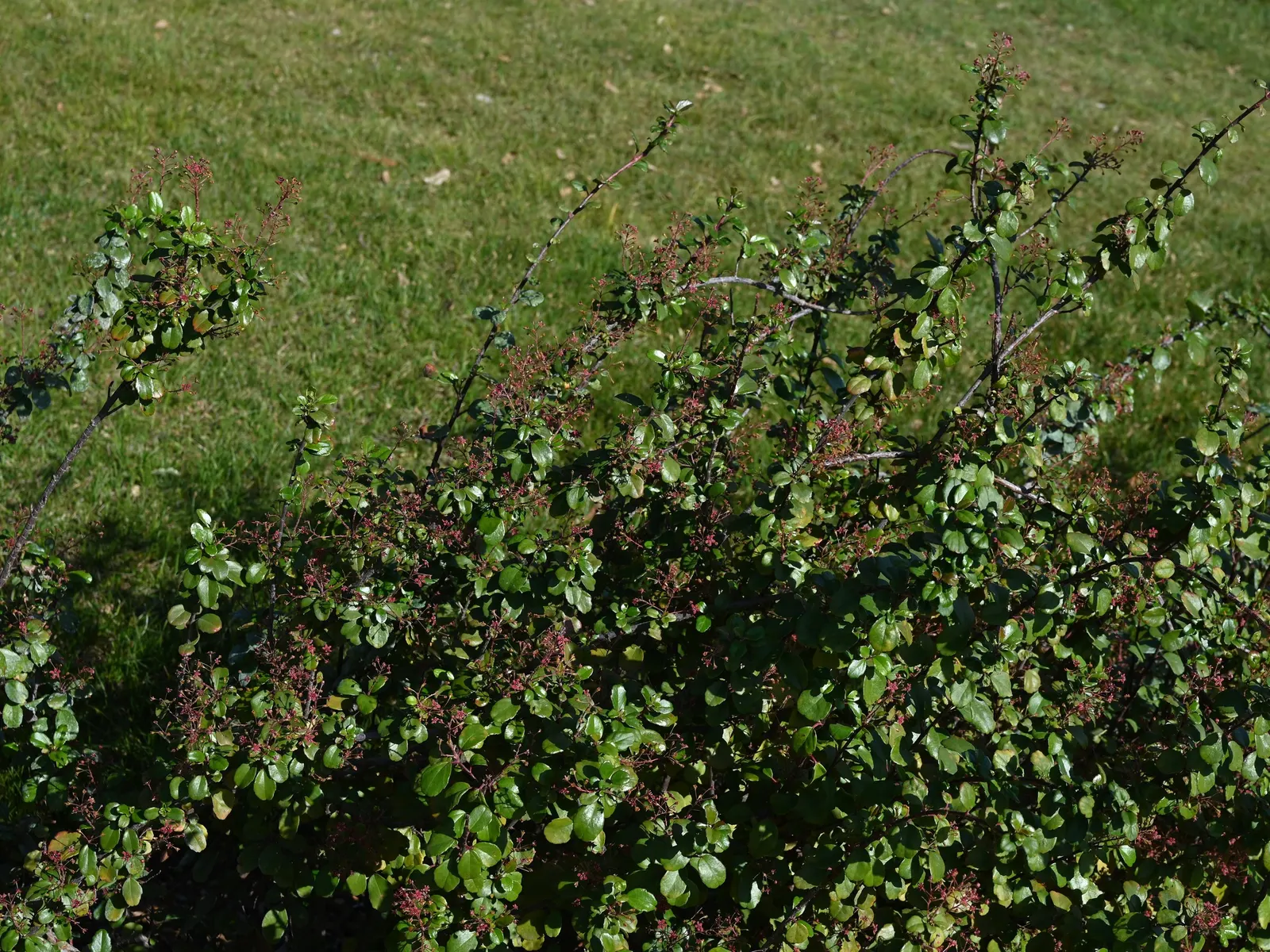 Catalina Evergreen Currant (Ribes Viburnifolium) — it is highly tolerant of dry conditions