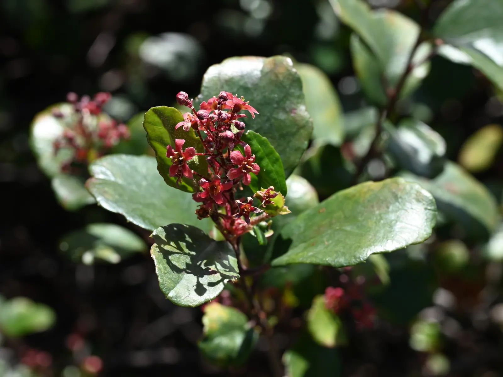 Catalina Evergreen Currant (Ribes Viburnifolium) — adding texture and a touch of understated elegance