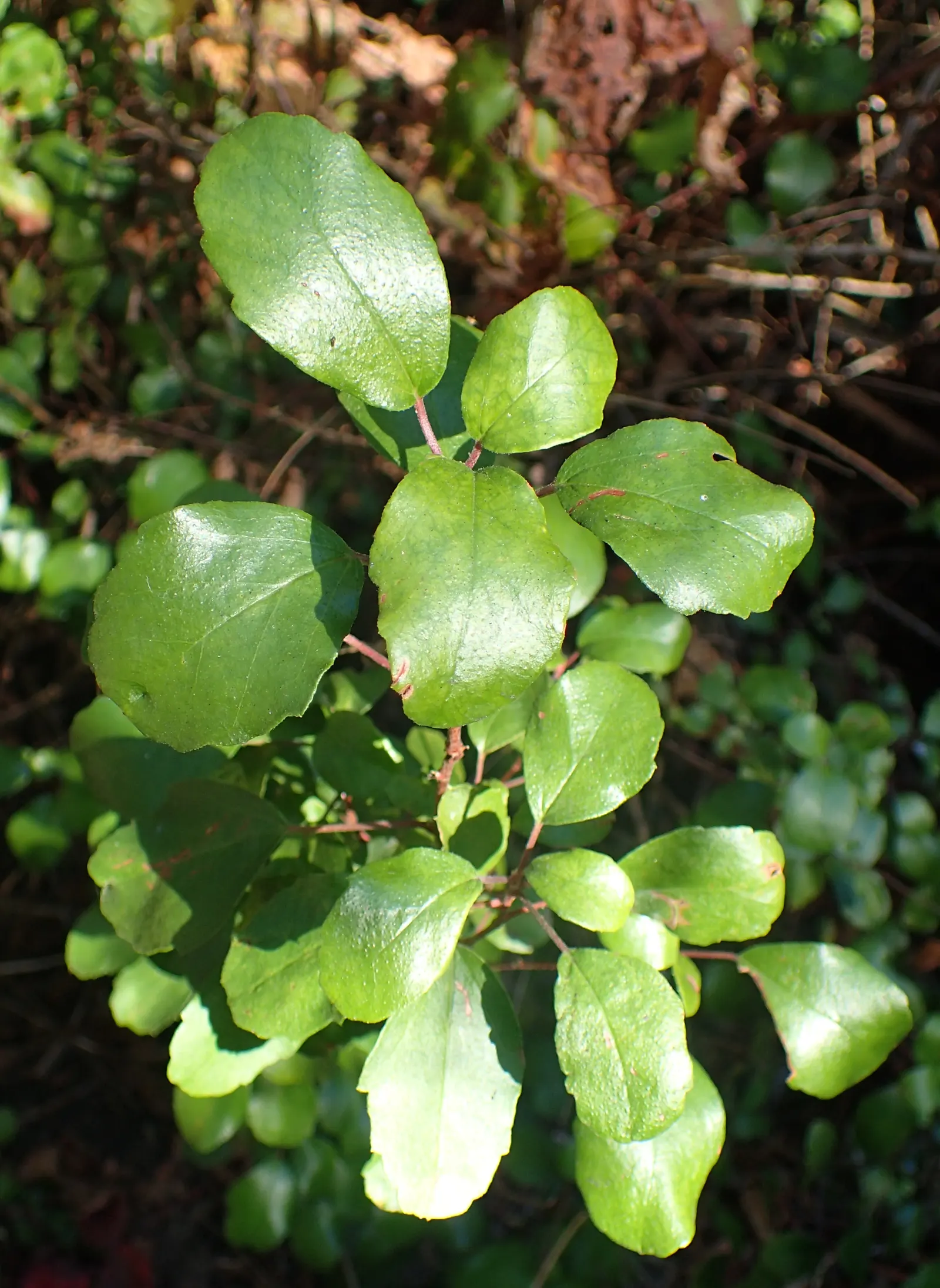 Catalina Evergreen Currant (Ribes Viburnifolium) — shrub with pink blooms