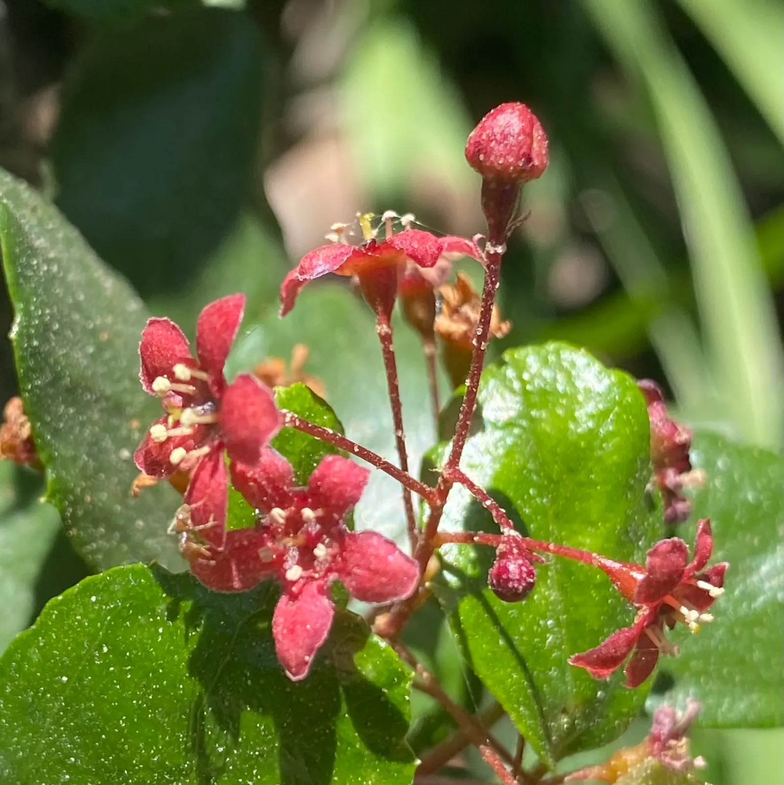 Catalina Evergreen Currant (Ribes Viburnifolium) — Hardy to 10&deg;F, it's a resilient choice for sustainable designs