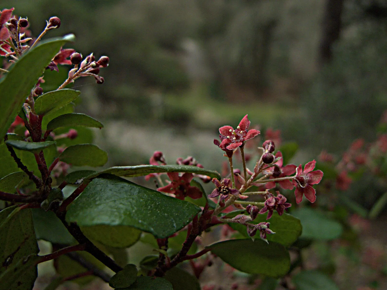 Catalina Evergreen Currant (Ribes Viburnifolium) — or as an understory plant in a layered landscape design
