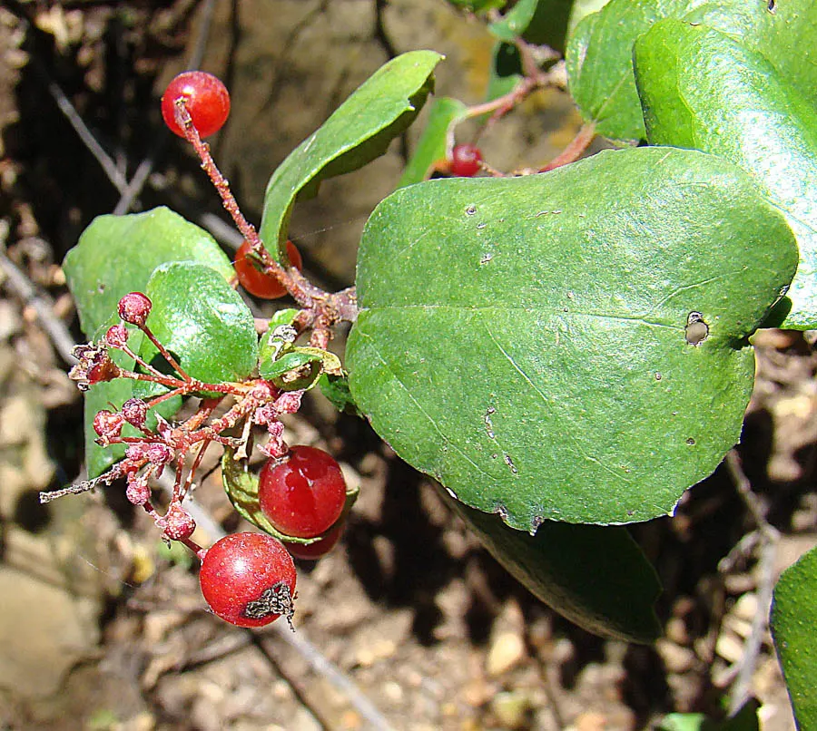 Catalina Evergreen Currant (Ribes Viburnifolium) — it thrives in part to full shade and provides excellent ground cover