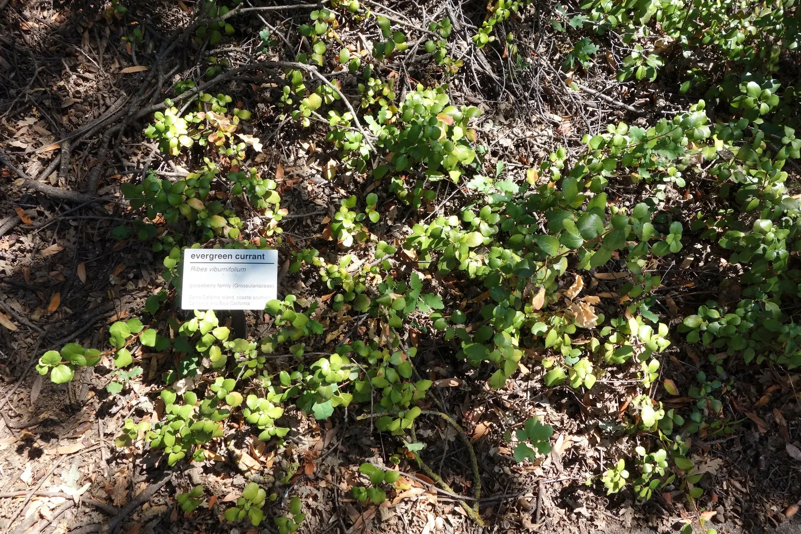 Catalina Evergreen Currant (Ribes Viburnifolium) — low-maintenance shrub ideally suited for garden landscapes in USDA zones 7 through 9