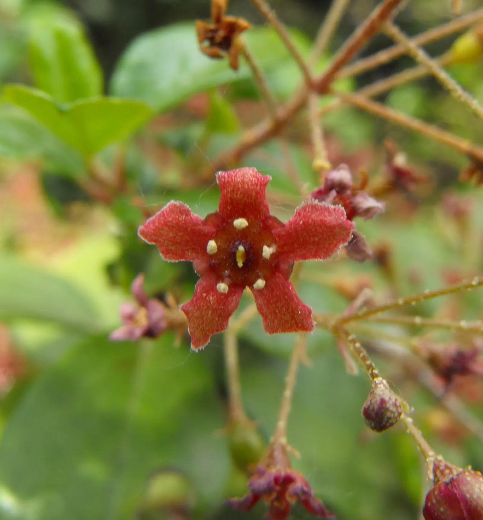 Catalina Evergreen Currant (Ribes Viburnifolium) — In spring, it boasts fragrant, deep red flowers followed by small, inedible berries