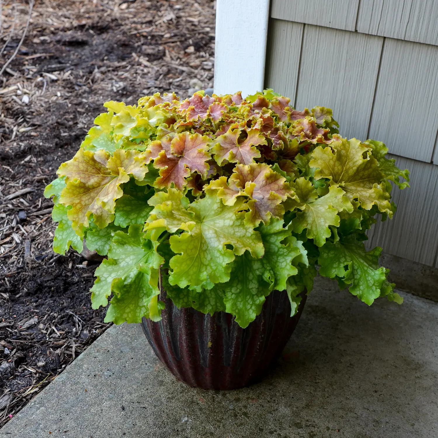 'Apple Twist' Coral Bells (Heuchera hybrid) — commonly referred to as 'Apple Twist' Coral Bells