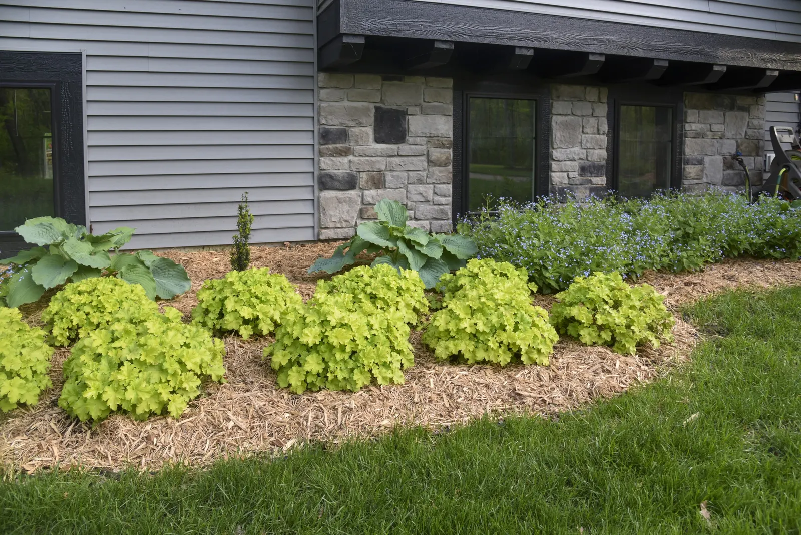 'Apple Twist' Coral Bells (Heuchera hybrid) — This mounded perennial matures at 10-12 inches tall and 20-24 inches wide