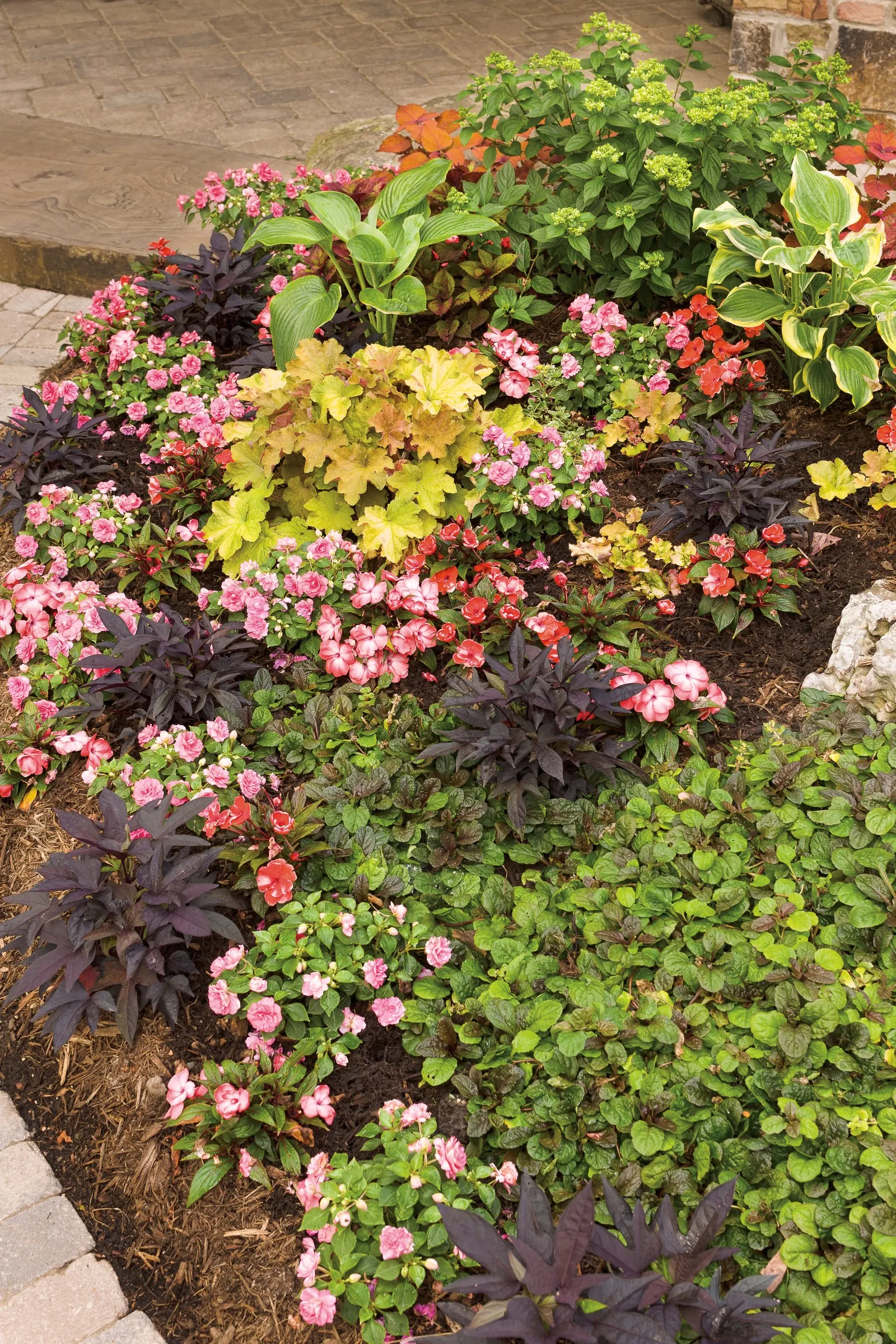 'Apple Twist' Coral Bells (Heuchera hybrid) — and creamy white midsummer flowers that draw pollinators