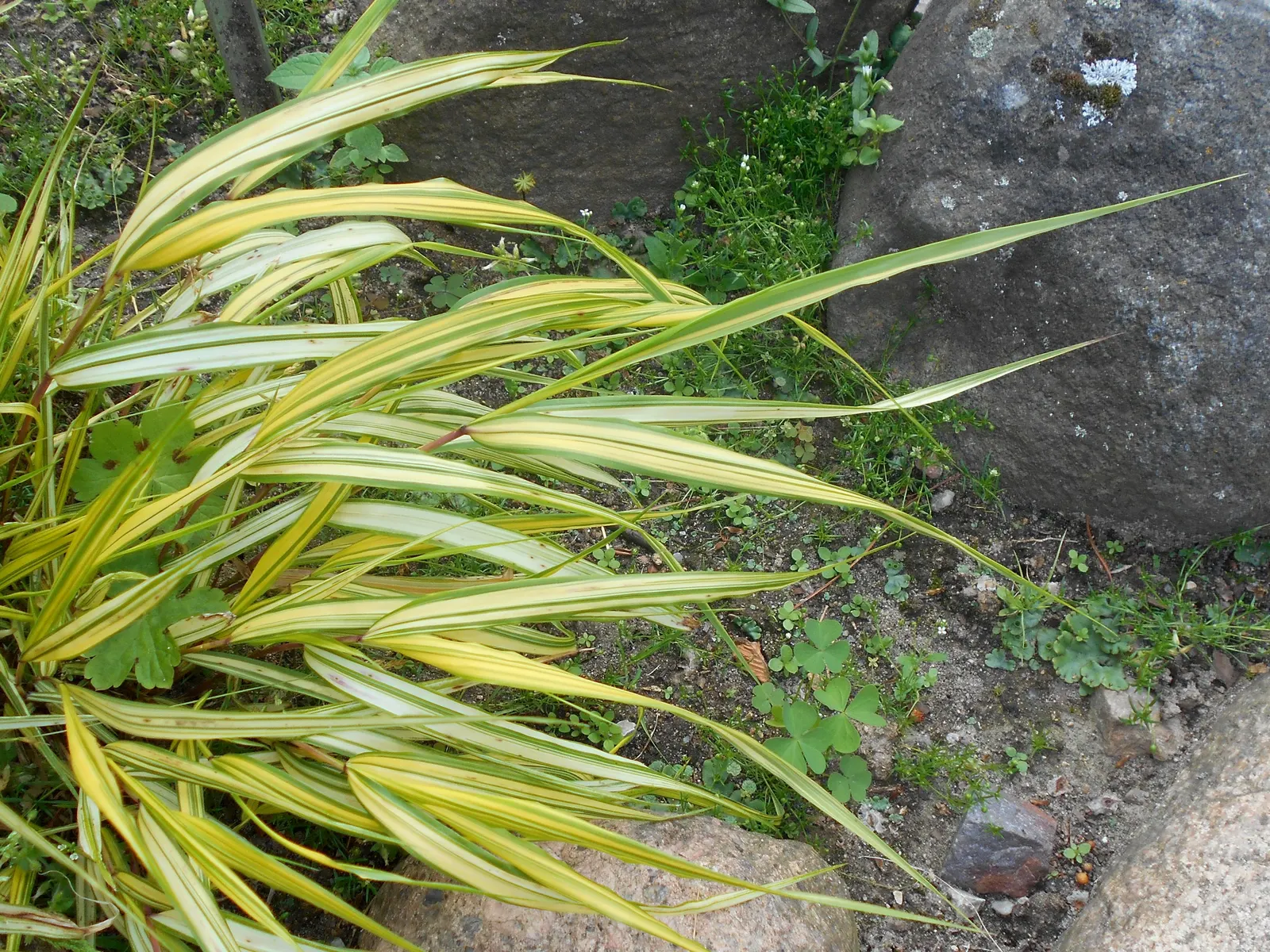 Japanese Forest Grass (Hakonechloa Macra) — and have a bright green hue that can turn to shades of red and orange in autumn