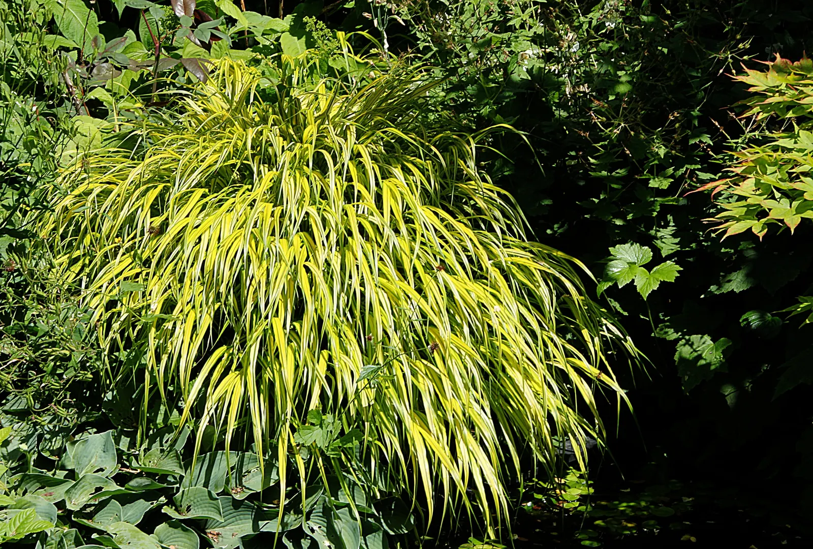 Japanese Forest Grass (Hakonechloa Macra) — rich soils with consistent moisture