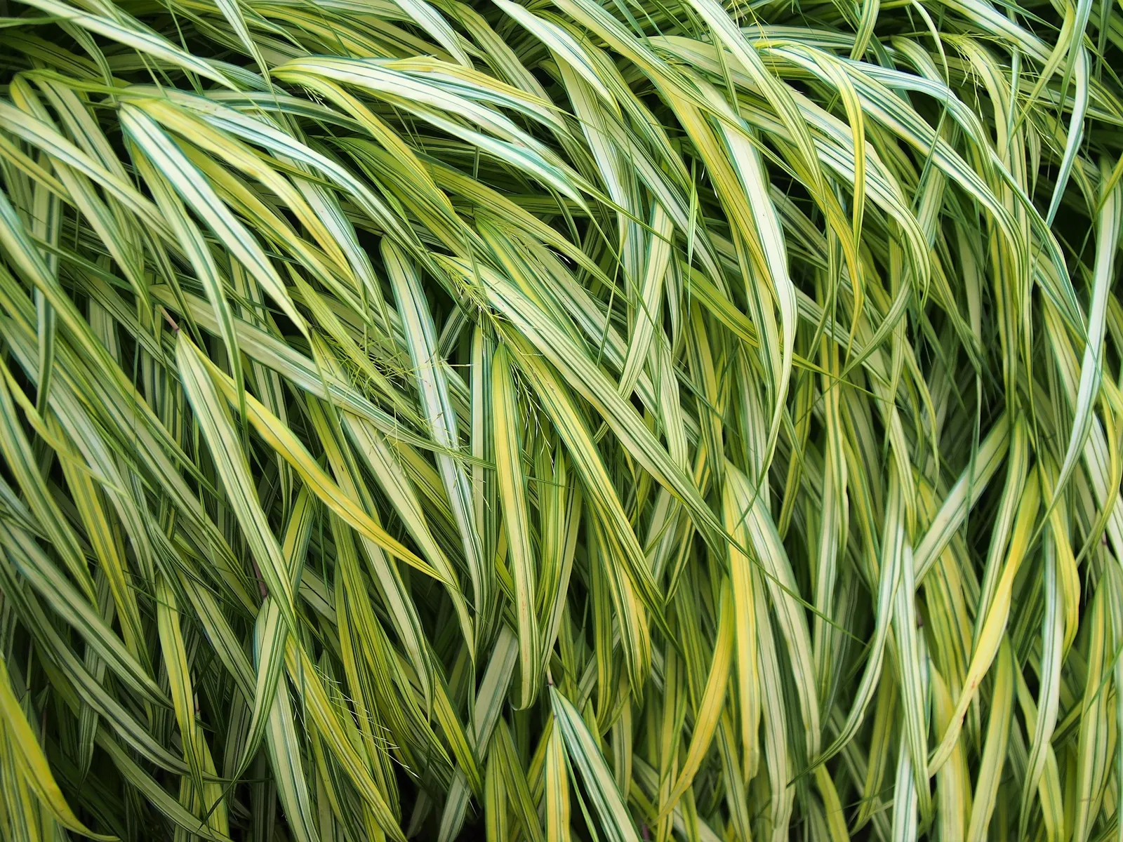 Japanese Forest Grass (Hakonechloa Macra) — shade-loving perennial brings soft texture and graceful movement to gardens