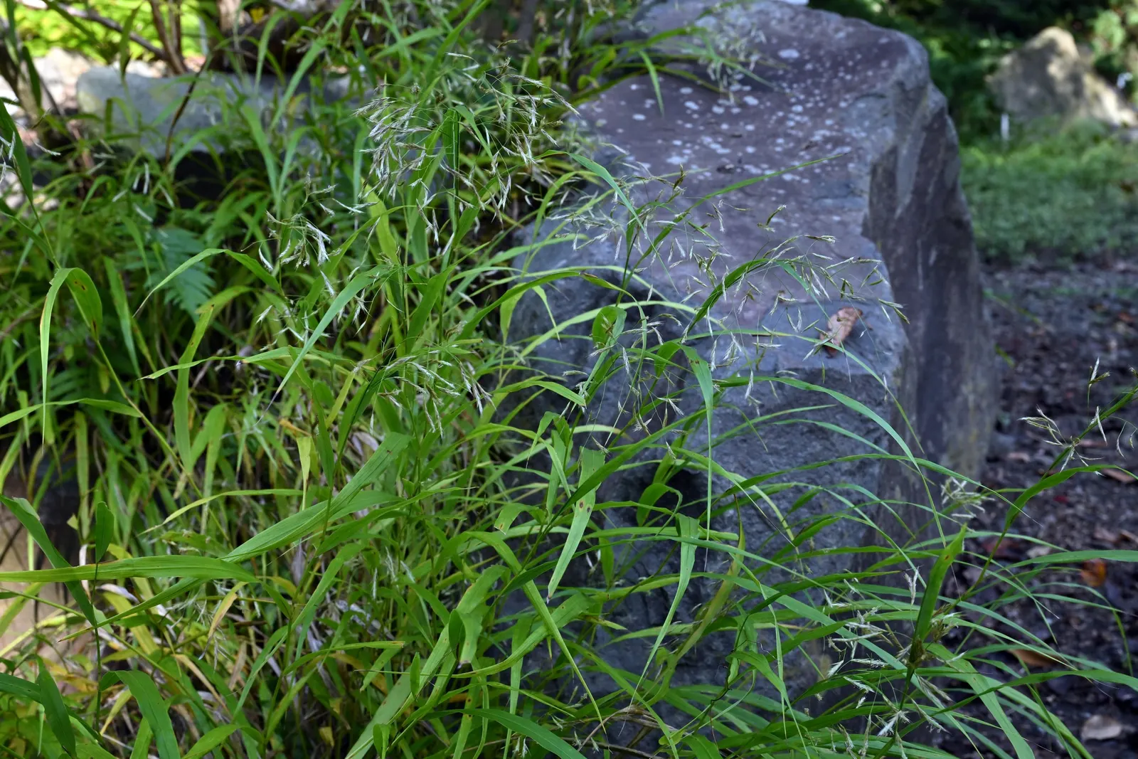 Japanese Forest Grass (Hakonechloa Macra) — It is hardy in USDA zones 5 to 9