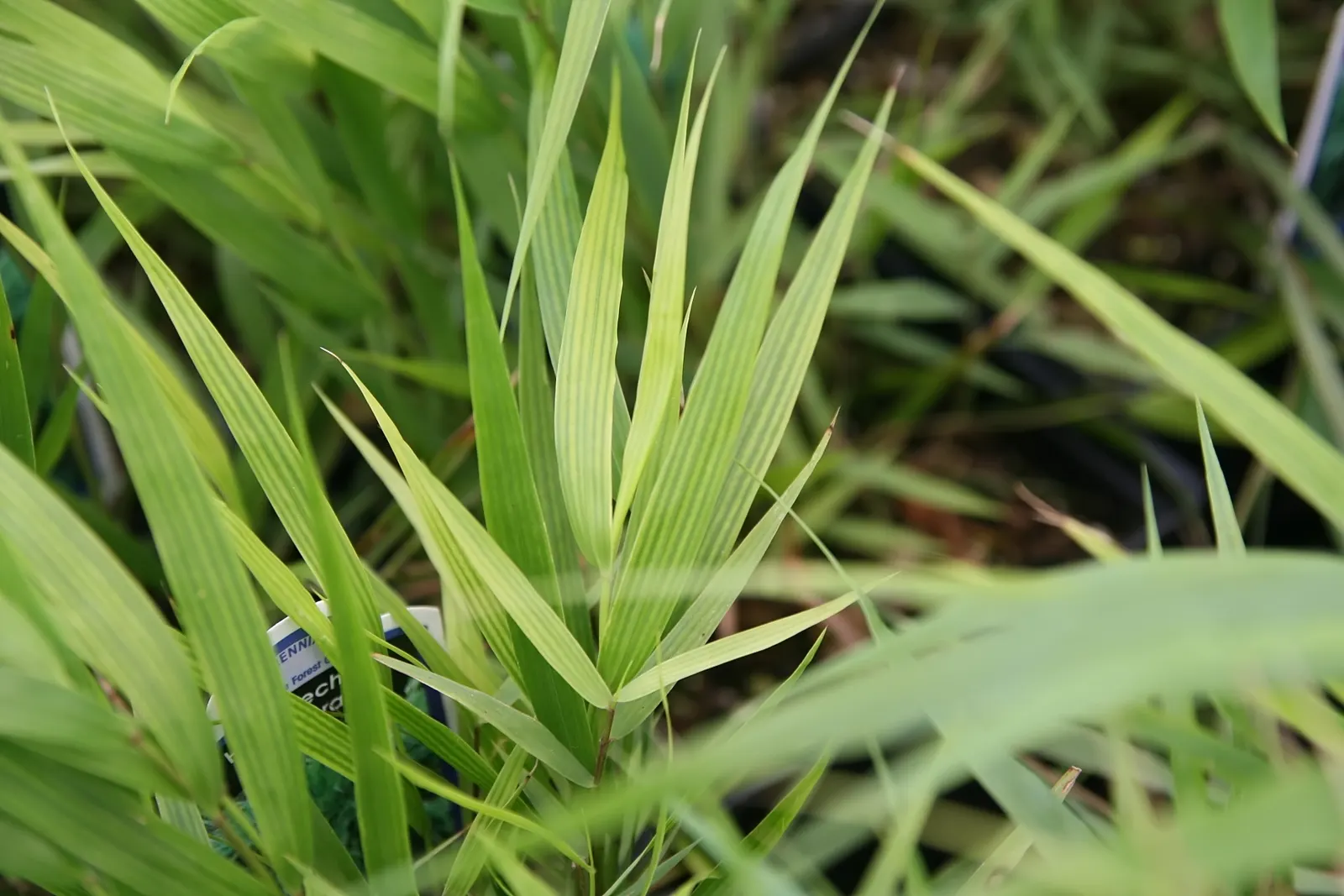 Japanese Forest Grass (Hakonechloa Macra) — providing a splash of color throughout the seasons