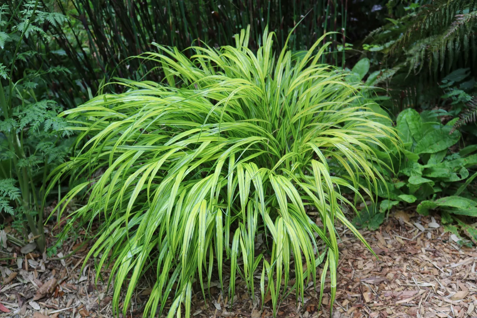 Japanese Forest Grass (Hakonechloa Macra) — It offers cascading mounds of arching, lance-shaped leaves reaching 12 to 18 inches in height and width