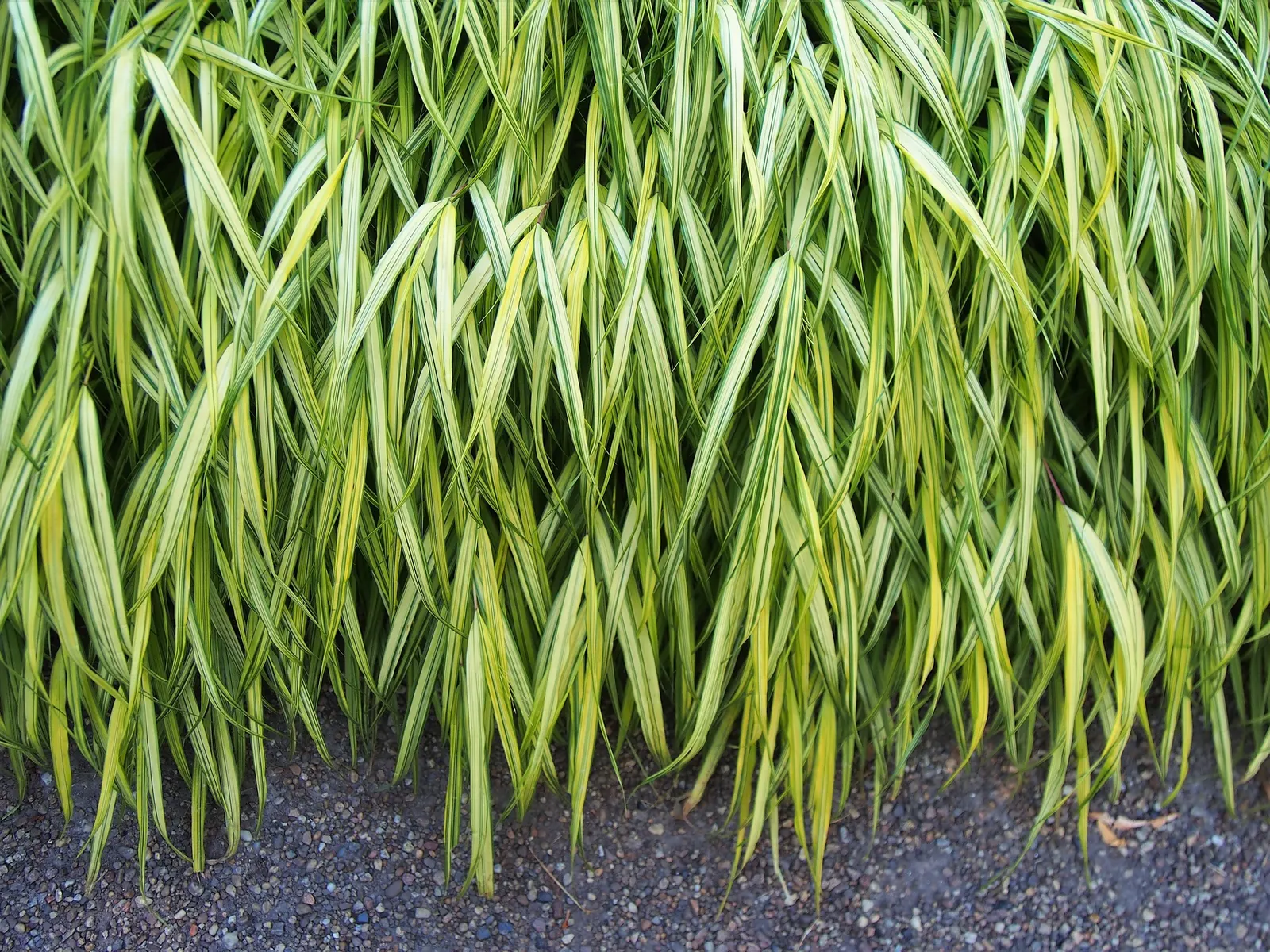 Japanese Forest Grass (Hakonechloa Macra) — arching shape of its foliage