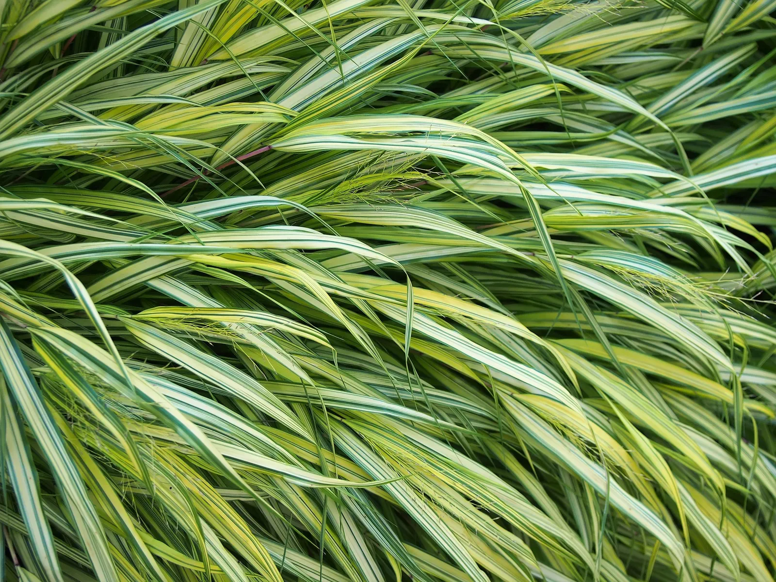 Japanese Forest Grass (Hakonechloa Macra) — Botanical Name: Hakonechloa macra\n\nCommonly known as Japanese Forest Grass
