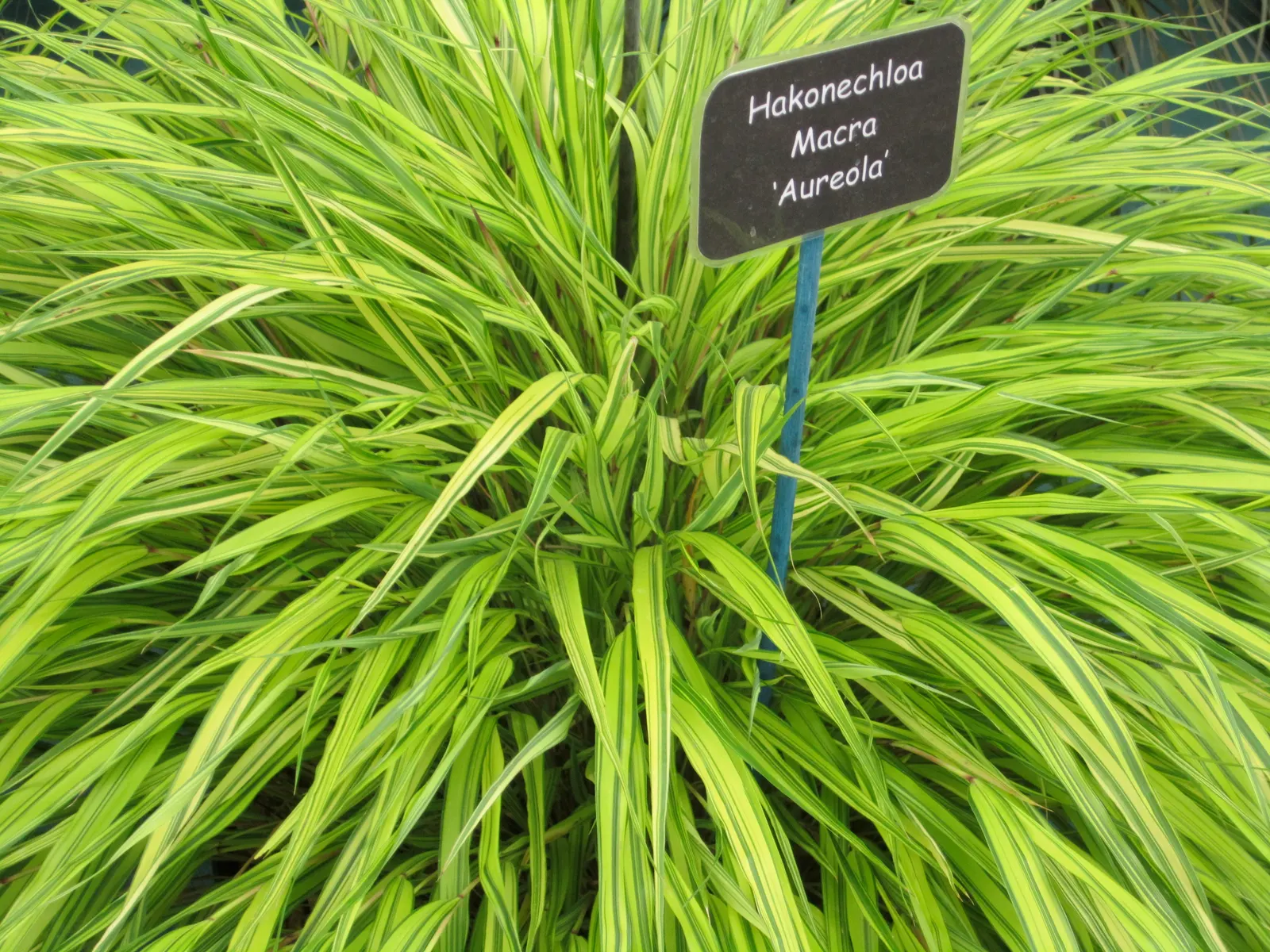 Japanese Forest Grass (Hakonechloa Macra) — This low-maintenance grass thrives in moist