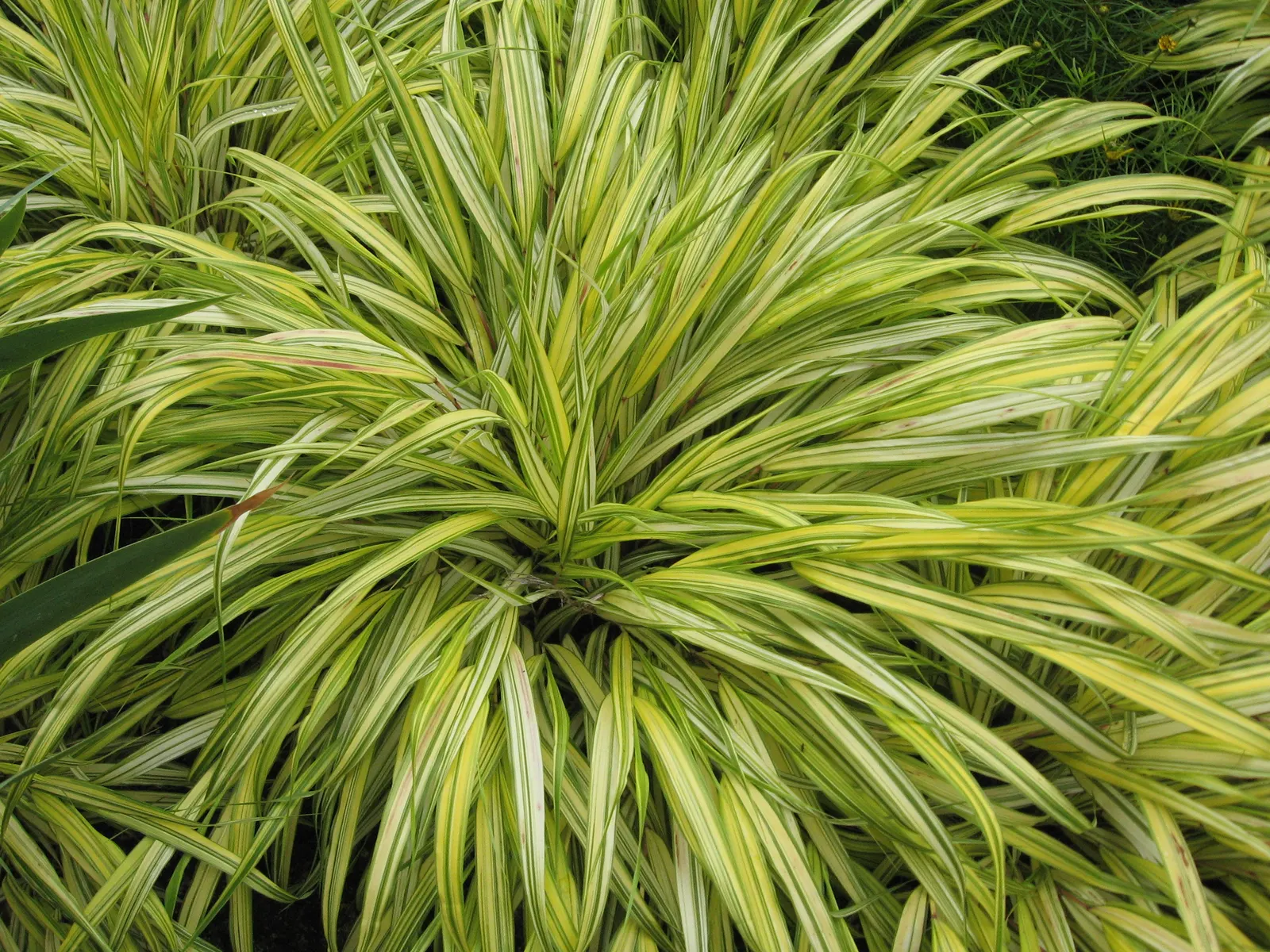 Japanese Forest Grass (Hakonechloa Macra) — graced with chartreuse to deep green foliage that turns golden-bronze in fall