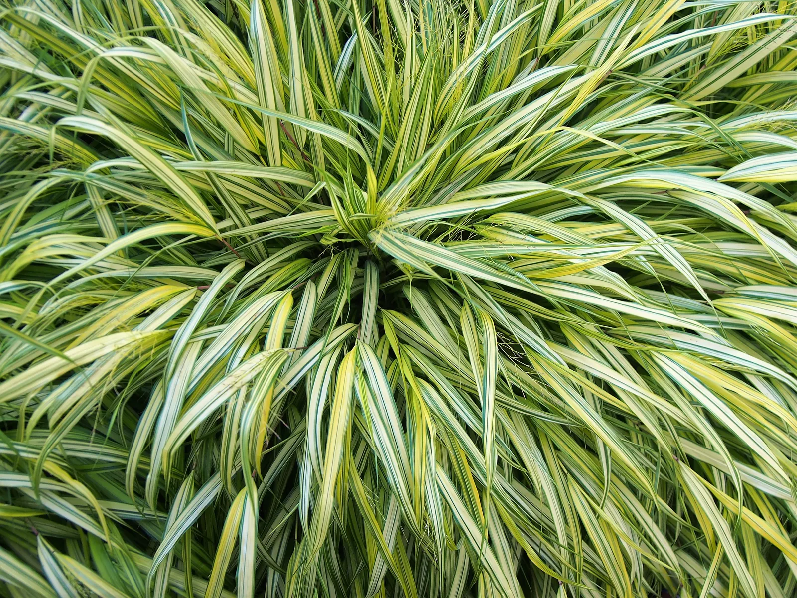 Japanese Forest Grass (Hakonechloa Macra) — This grass also exhibits a slow to moderate growth rate