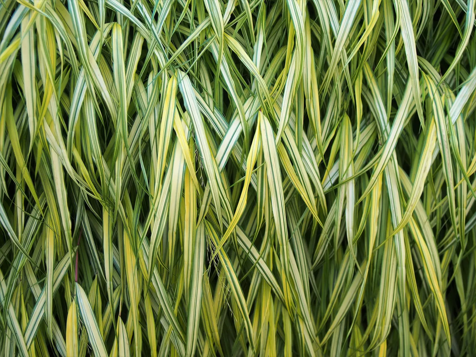 Japanese Forest Grass (Hakonechloa Macra) — It grows to an average height of 12 to 18 inches with a spread of 18 to 24 inches