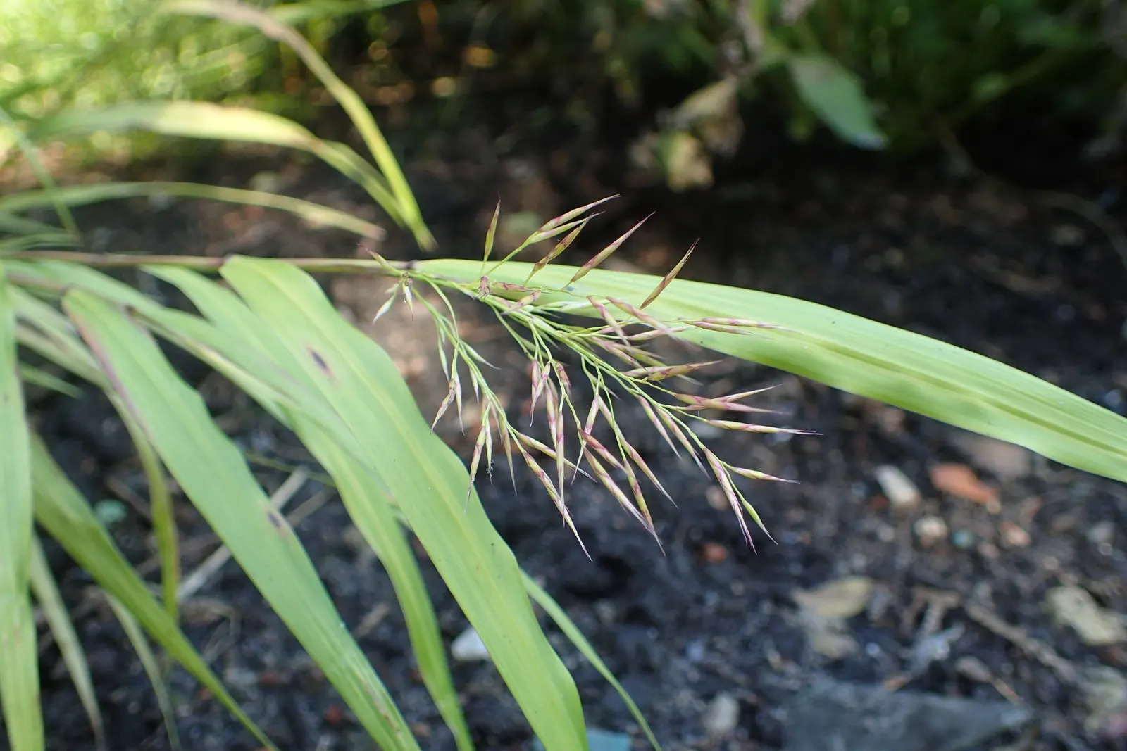 Japanese Forest Grass (Hakonechloa Macra) — Ideal for borders or as a delicate ground cover