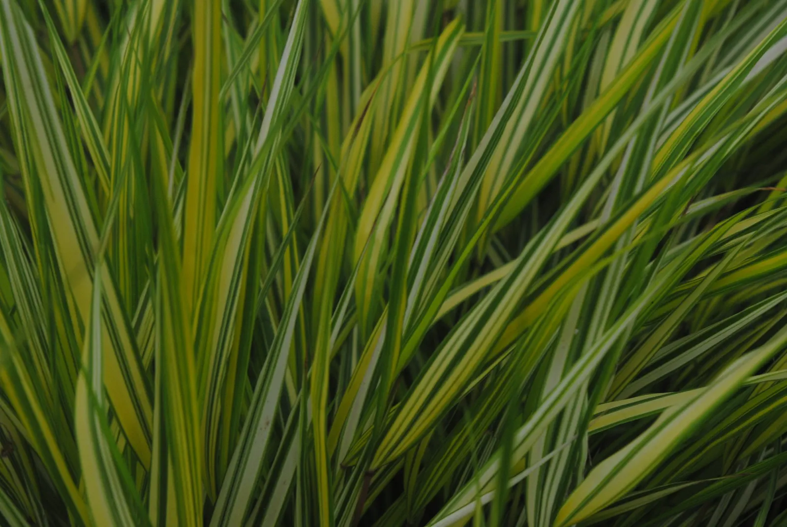 Japanese Forest Grass (Hakonechloa Macra) — Some varieties offer variegated leaves with streaks of gold