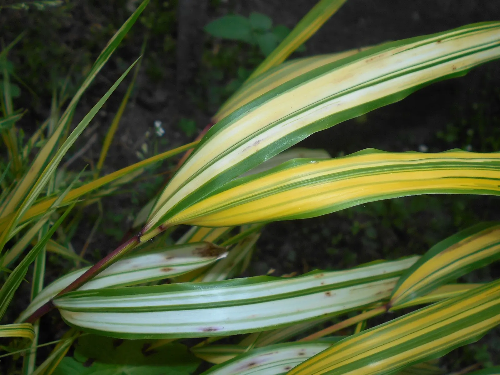 Japanese Forest Grass (Hakonechloa Macra) — is an ornamental perennial grass well-suited for adding texture and color to your garden