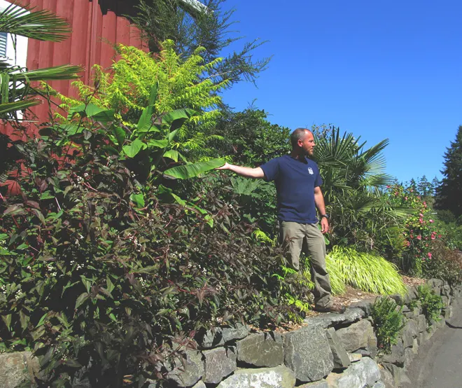 Japanese Forest Grass (Hakonechloa Macra) — showing resistance to pests and diseases