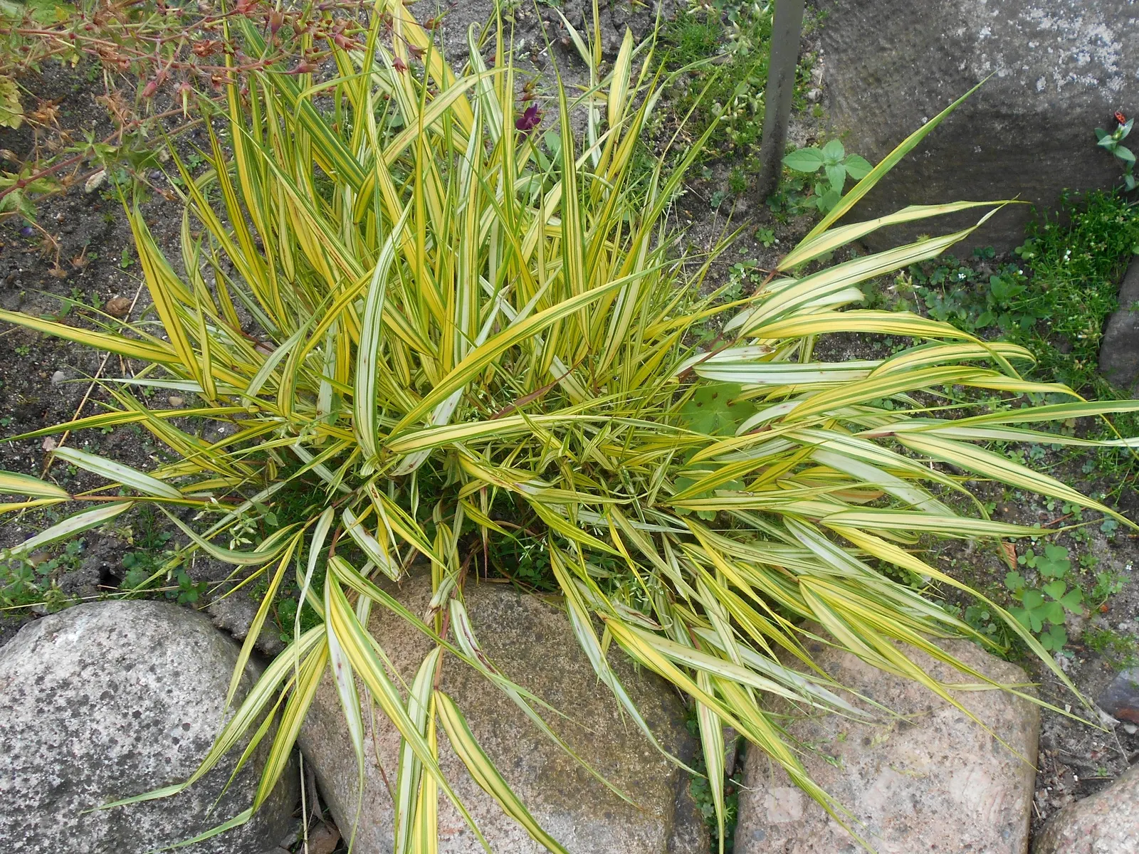 Japanese Forest Grass (Hakonechloa Macra) — clump-forming grass originates from the forested regions of Japan and is known for the elegant