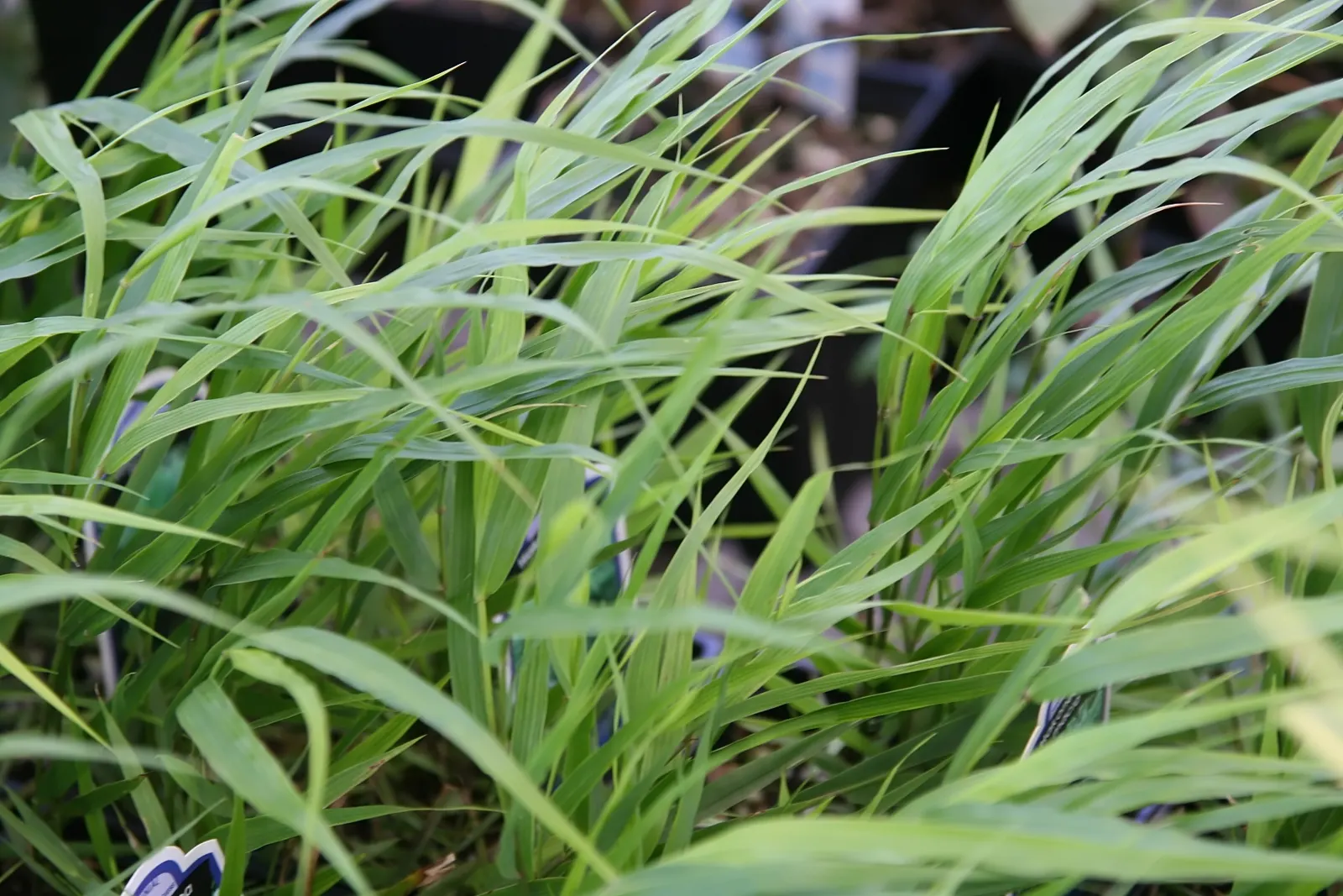 Japanese Forest Grass (Hakonechloa Macra) — enhancing visual interest.<br><br>Japanese Forest Grass prefers part shade to full shade