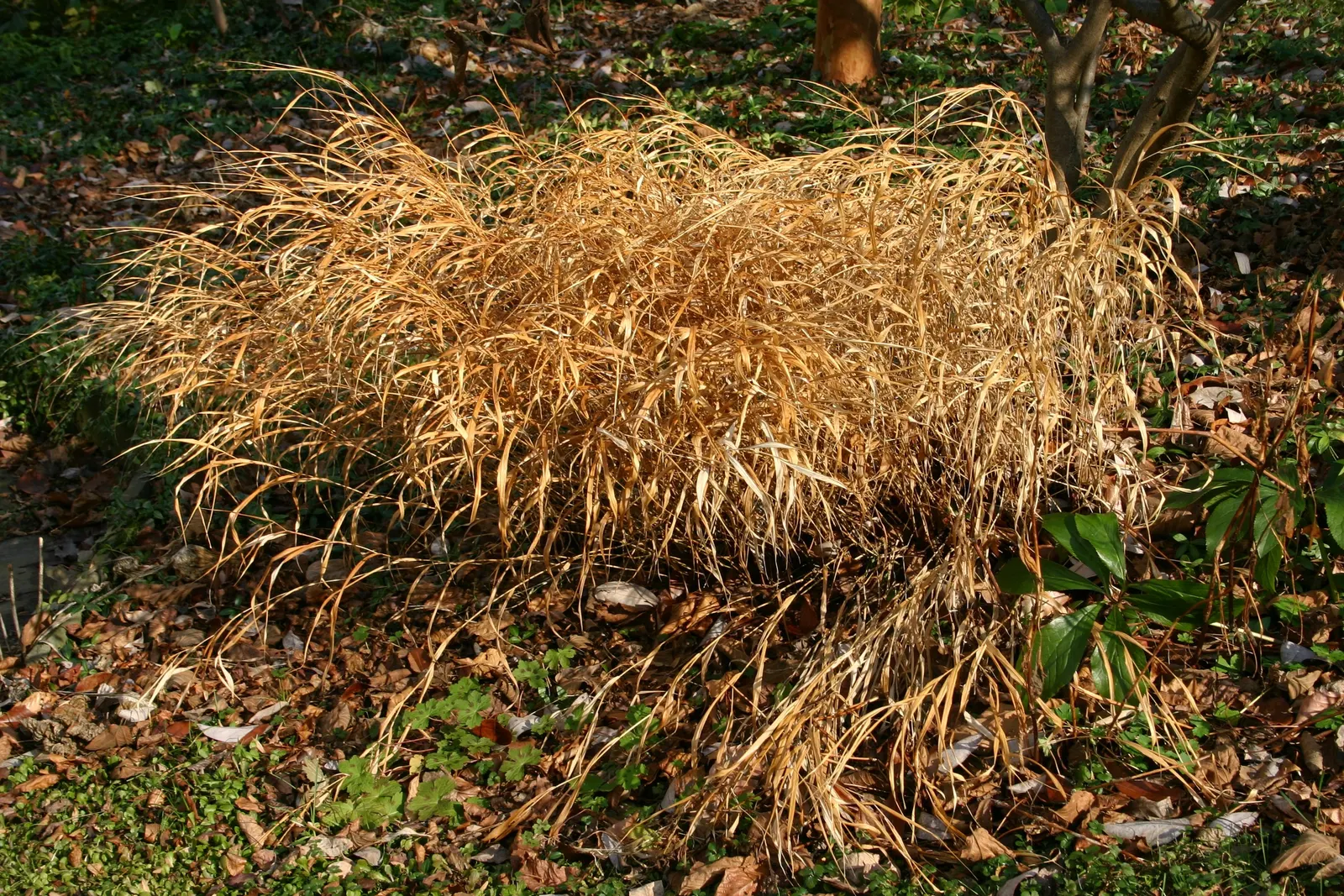 Japanese Forest Grass (Hakonechloa Macra) — which makes it a low-maintenance choice for gardeners