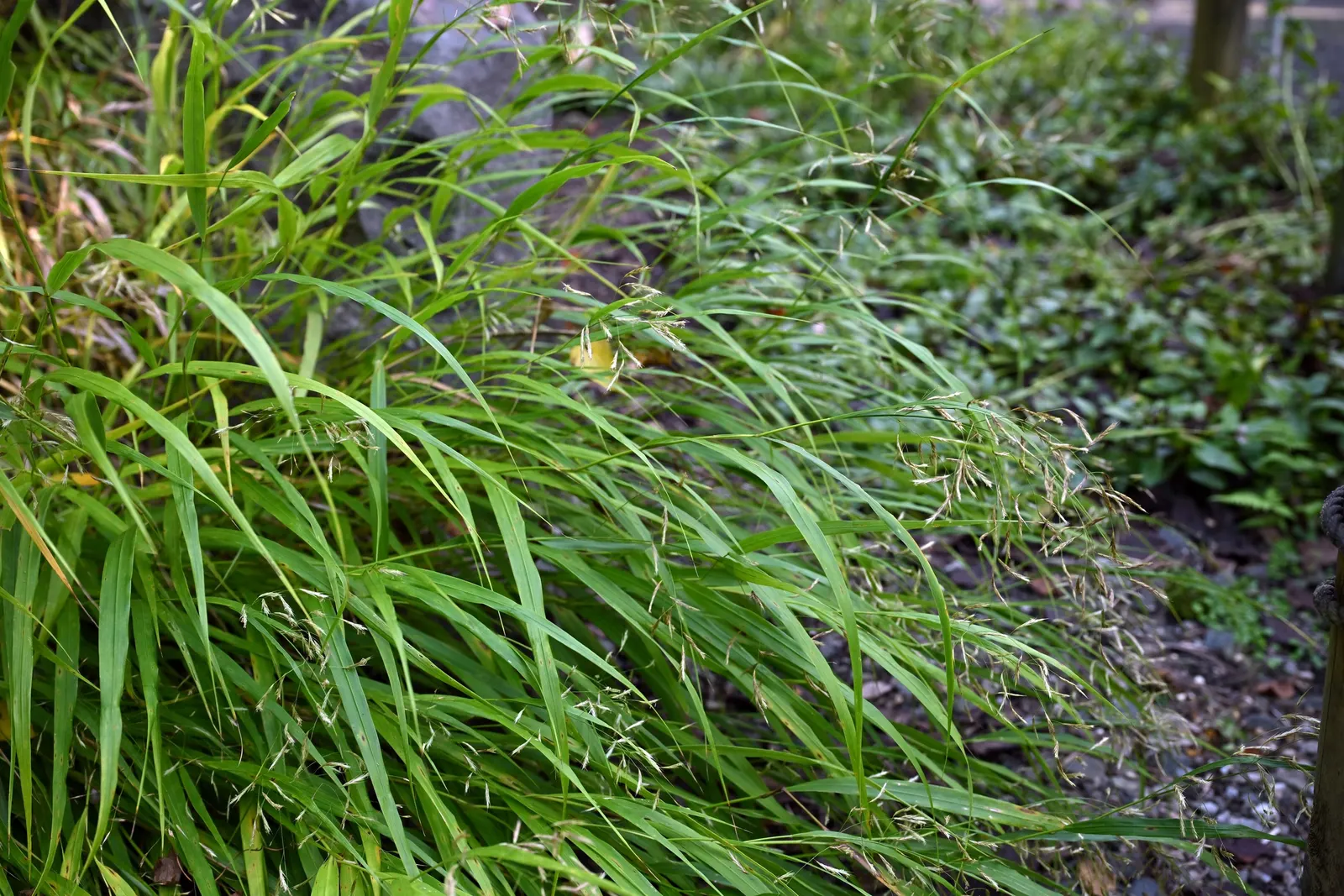 Japanese Forest Grass (Hakonechloa Macra) — thriving best in well-drained