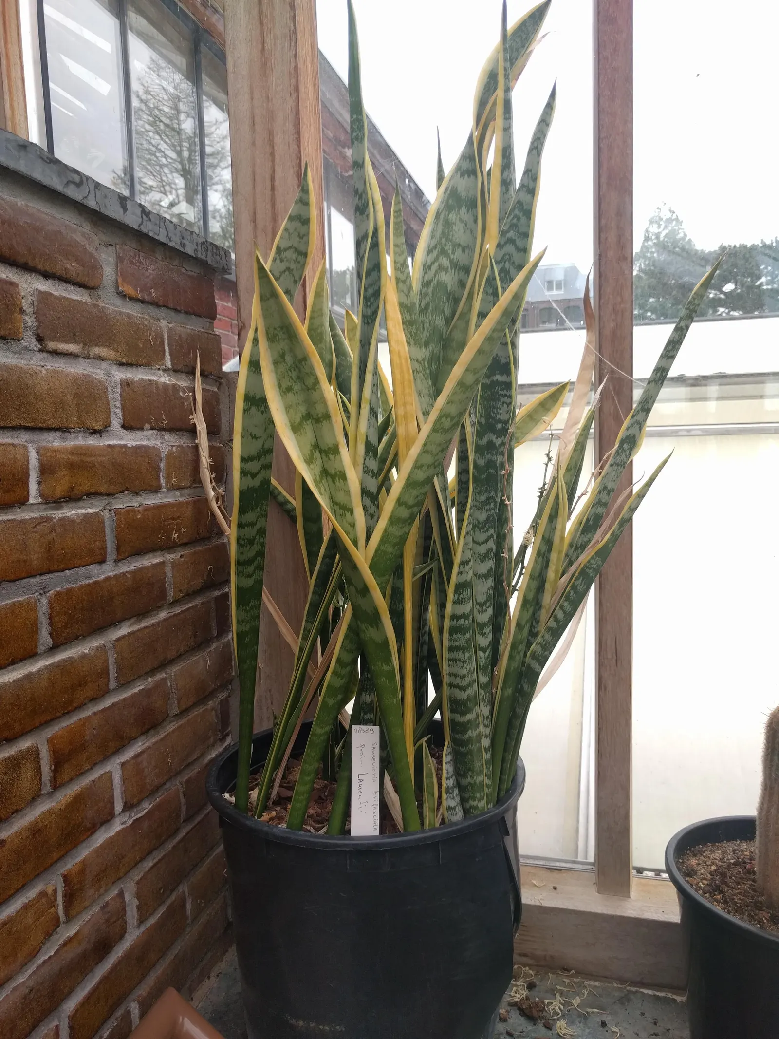 Variegated Snake Plant (Sansevieria Trifasciata) — fulfilling a dual role as both an interior and exterior plant; this plant adds vertical interest and