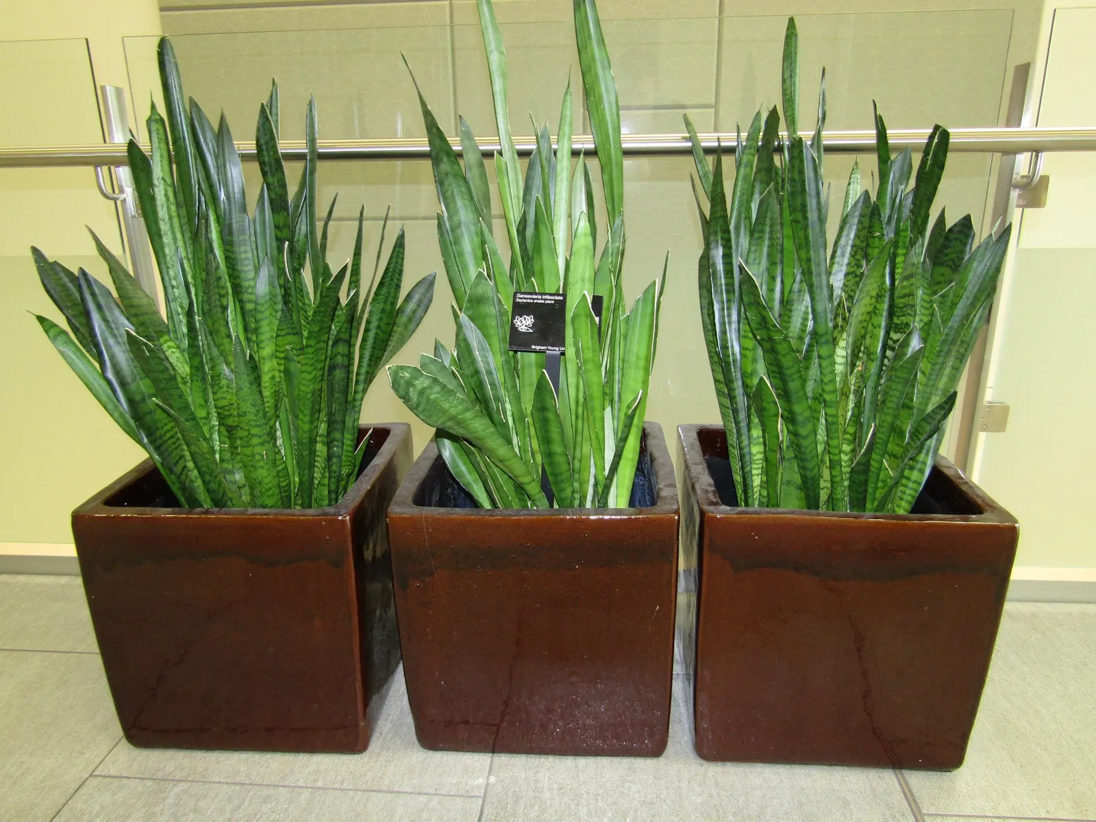 Variegated Snake Plant (Sansevieria Trifasciata) — sword-like leaves which can reach a height of roughly 2 to 3 feet and a width of 2 to 4 inches