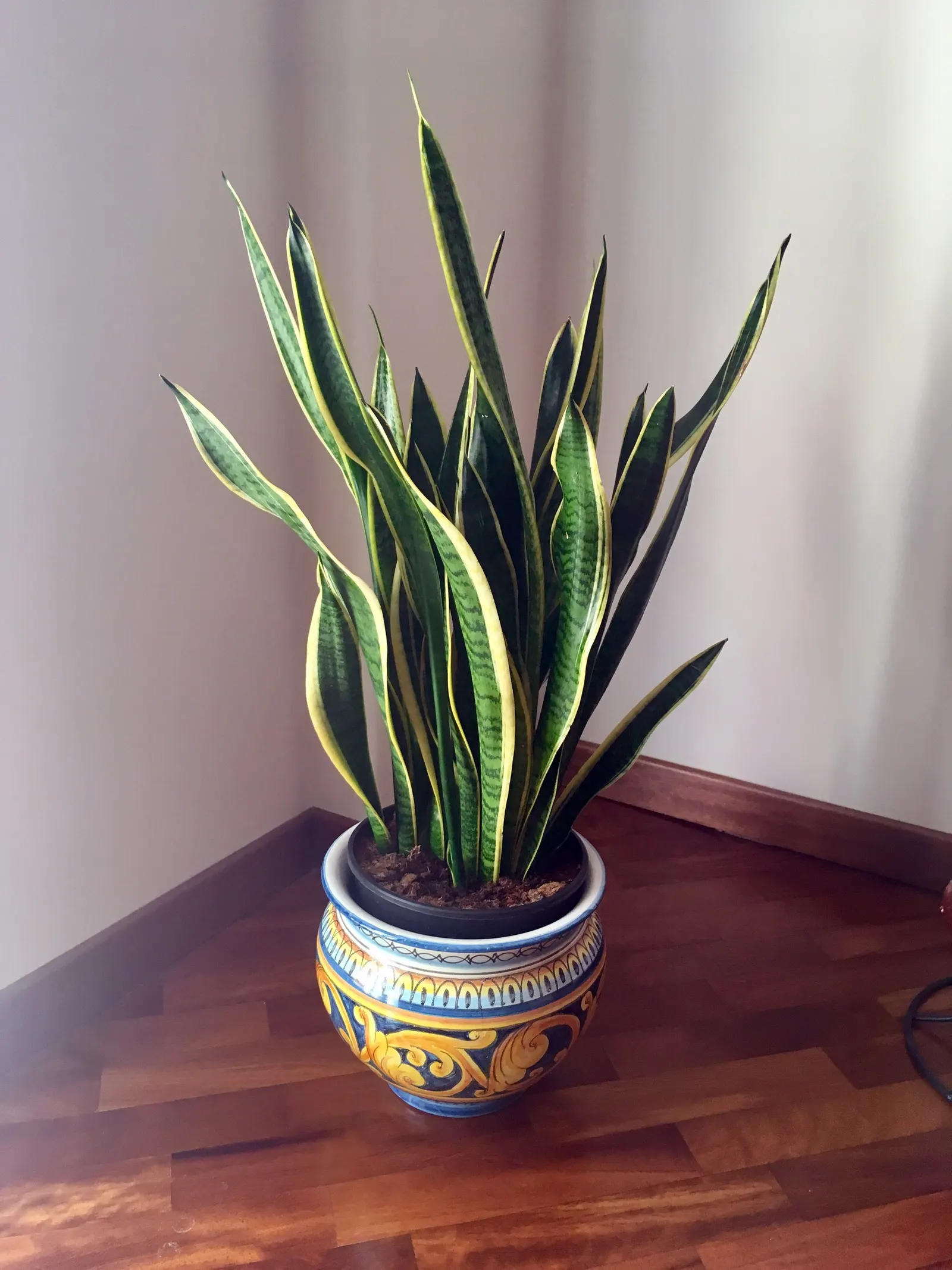 Variegated Snake Plant (Sansevieria Trifasciata) — thus perfect for a client seeking a low-maintenance option.<br><br>Additionally; it thrives in indirect