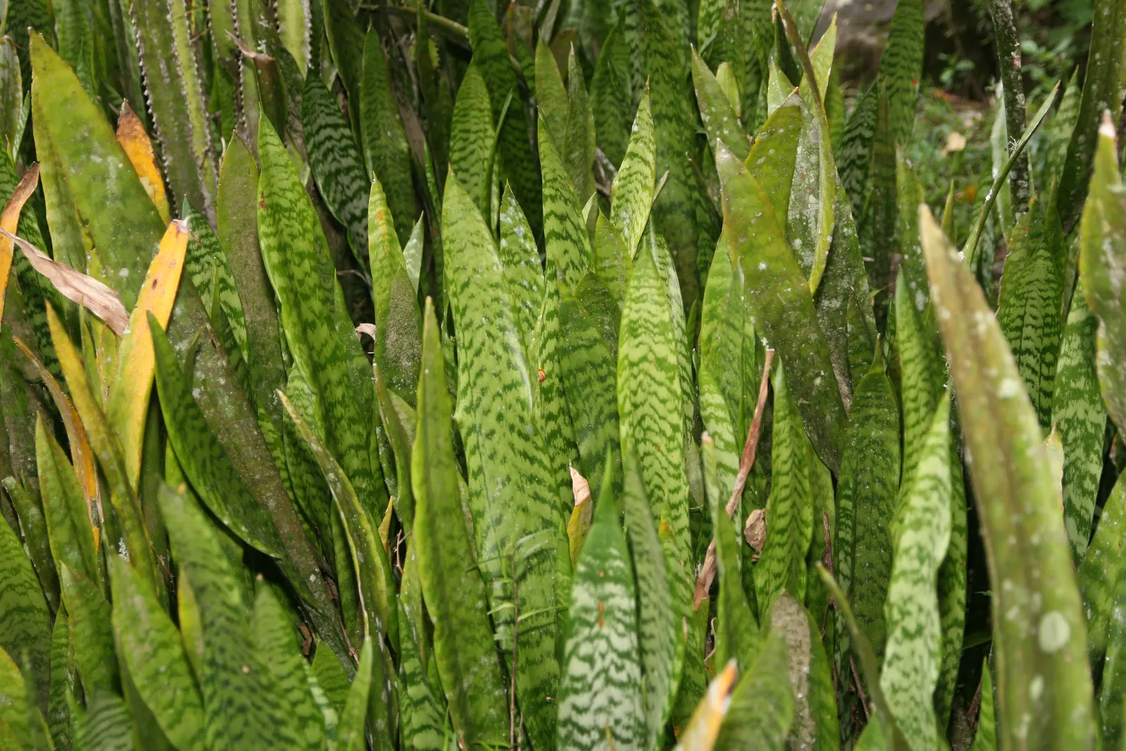 Variegated Snake Plant (Sansevieria Trifasciata) — Tolerant of a wide temperature range, it is a low-maintenance choice for any design; it is, image 67