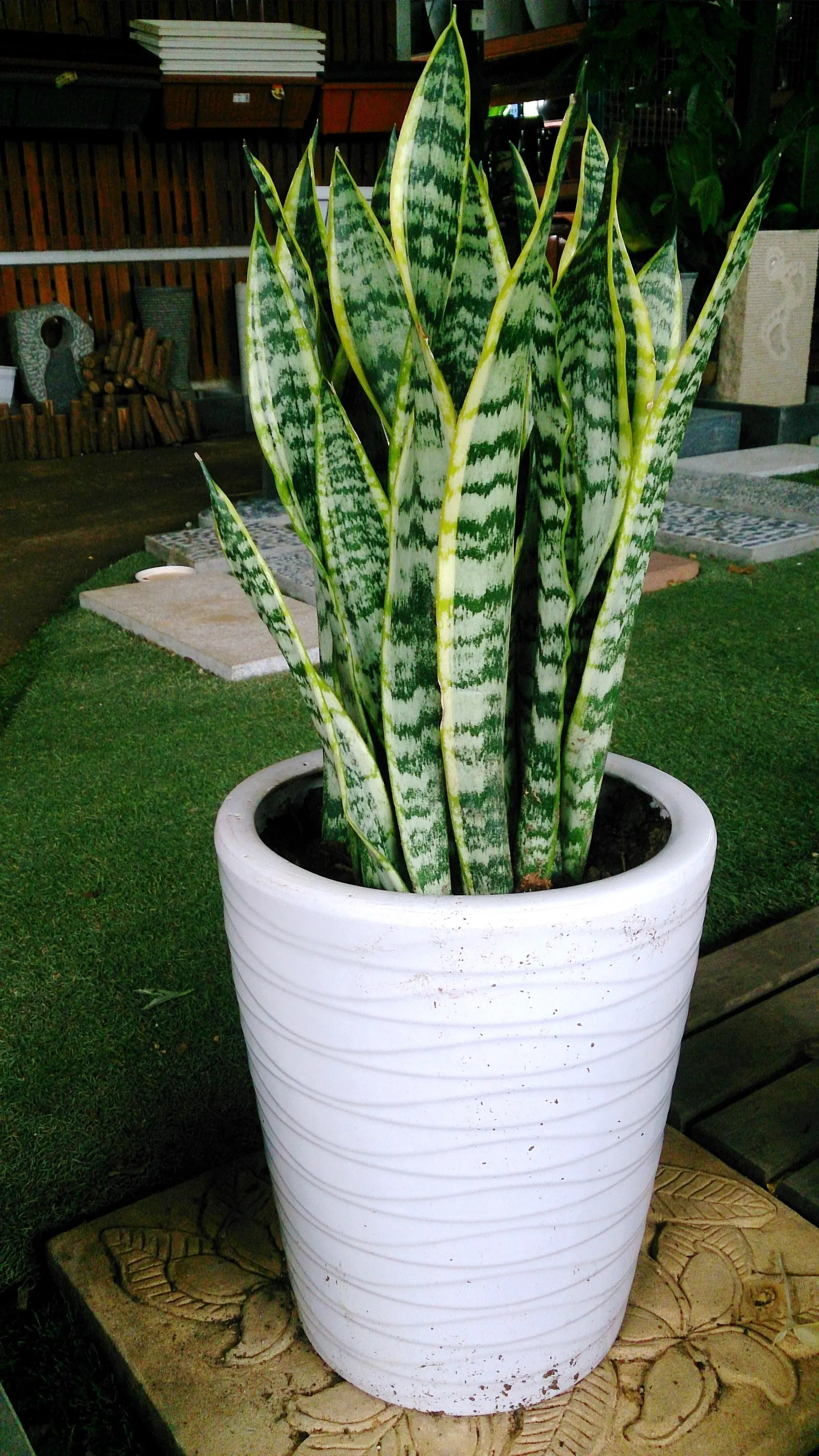 Variegated Snake Plant (Sansevieria Trifasciata) — When crafting a landscape design; variegated Snake Plant (Sansevieria trifasciata 'Laurentii')
