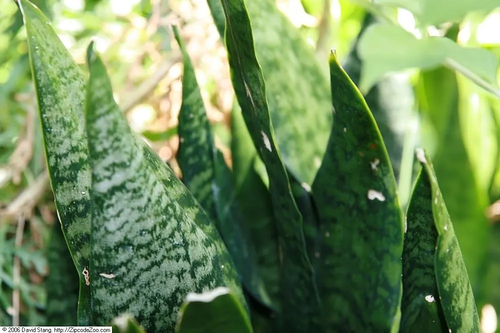 Variegated Snake Plant (Sansevieria Trifasciata) — Sansevieria trifasciata 'Laurentii' becomes not just an element of the landscape but a, image 89