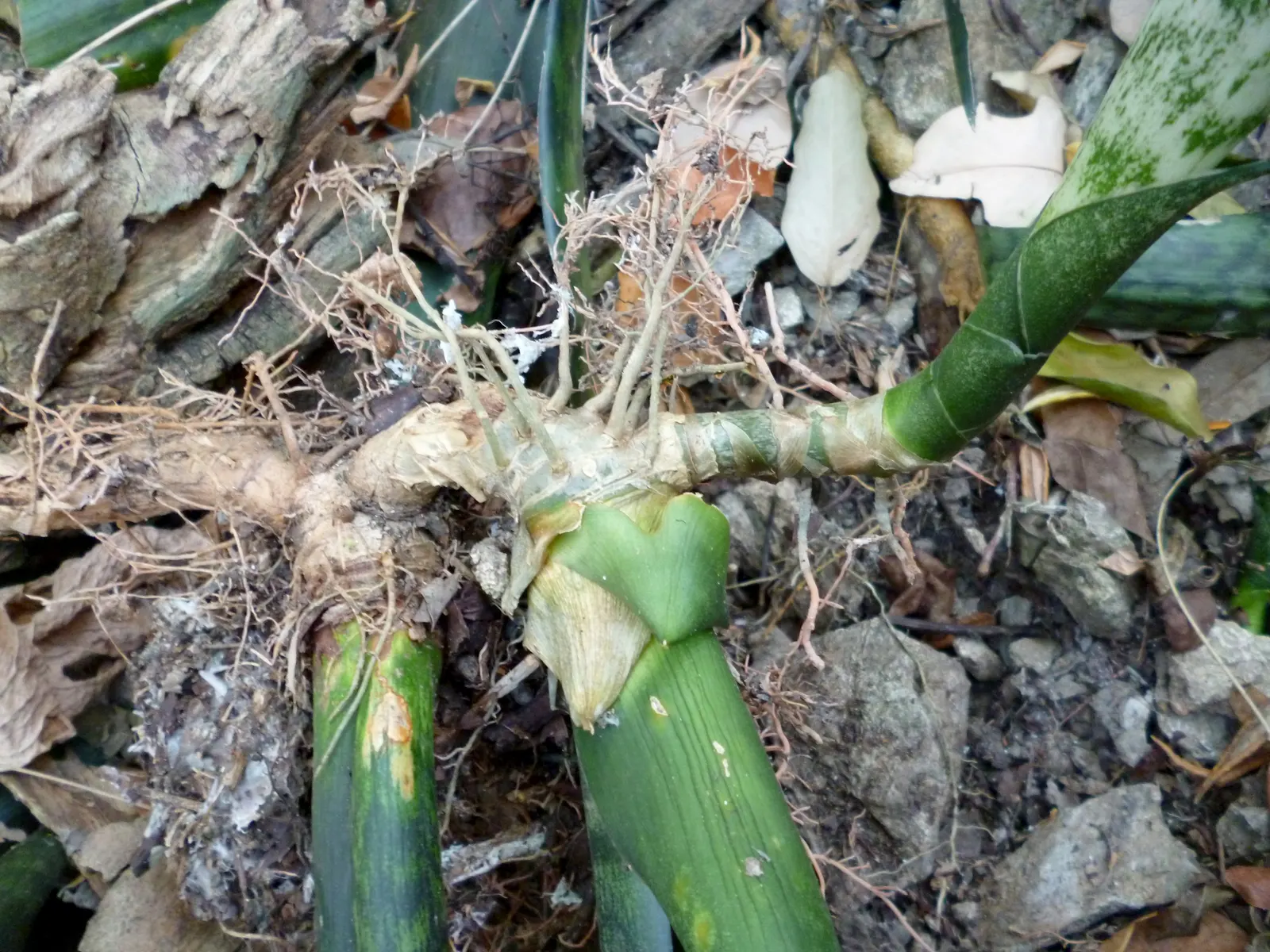 Variegated Snake Plant (Sansevieria Trifasciata) — the Variegated Snake Plant tolerates a range of light conditions from low to bright indirect light