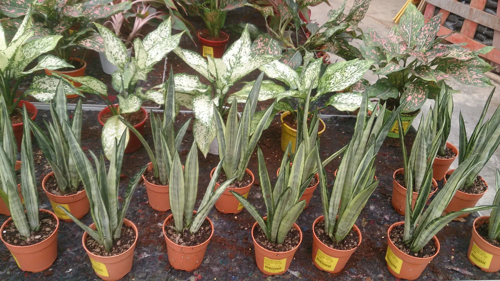 Variegated Snake Plant (Sansevieria Trifasciata) — botanically termed as Sansevieria trifasciata 'Laurentii'; consider placing it in groups to form textured