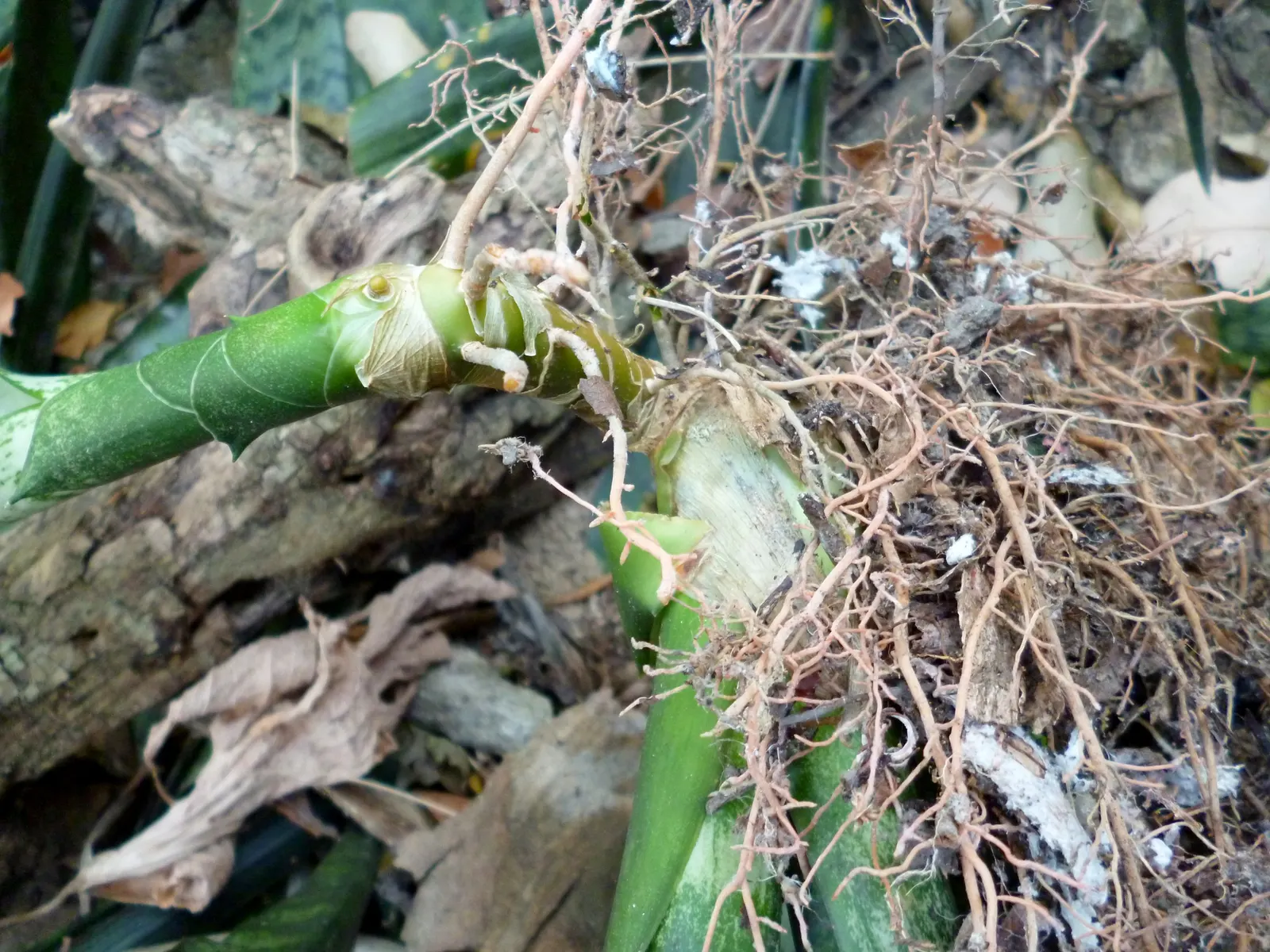 Variegated Snake Plant (Sansevieria Trifasciata) — Variegated Snake Plant (Sansevieria trifasciata 'Laurentii')