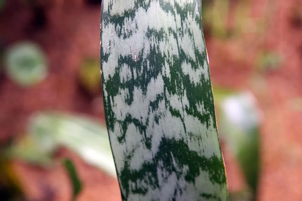 Variegated Snake Plant (Sansevieria Trifasciata) — thriving even when neglected; as it prefers temperatures between 55&deg;F and 85&deg;F, image 107