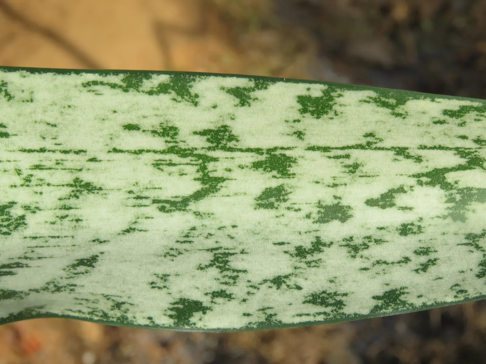 Variegated Snake Plant (Sansevieria Trifasciata) — enhancing the environment's quality