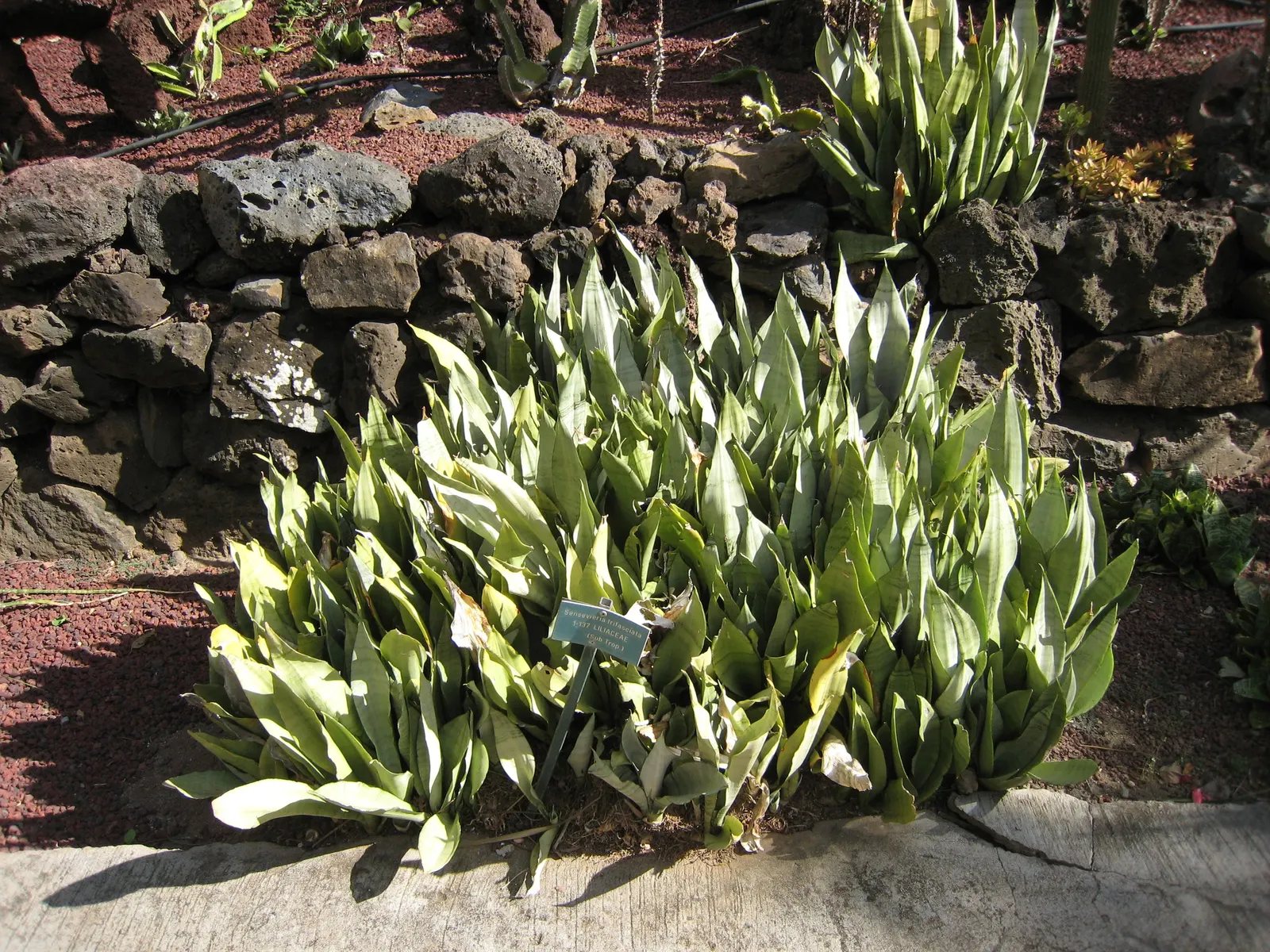 Variegated Snake Plant (Sansevieria Trifasciata) — Tolerant of a wide temperature range, it is a low-maintenance choice for any design; it is, image 97