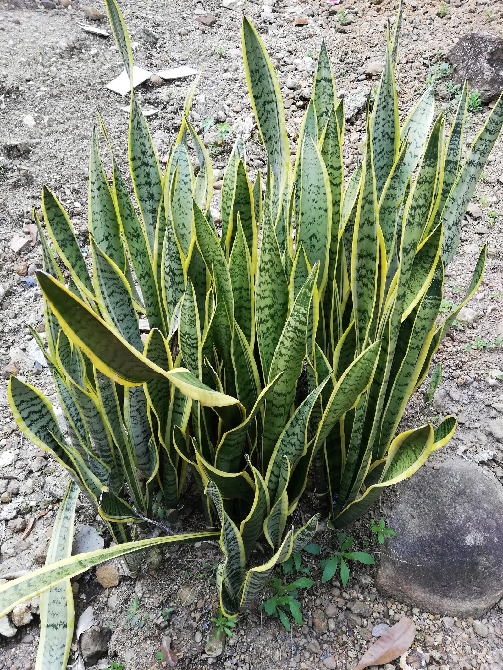 Variegated Snake Plant (Sansevieria Trifasciata) — With its robust nature and striking variegation